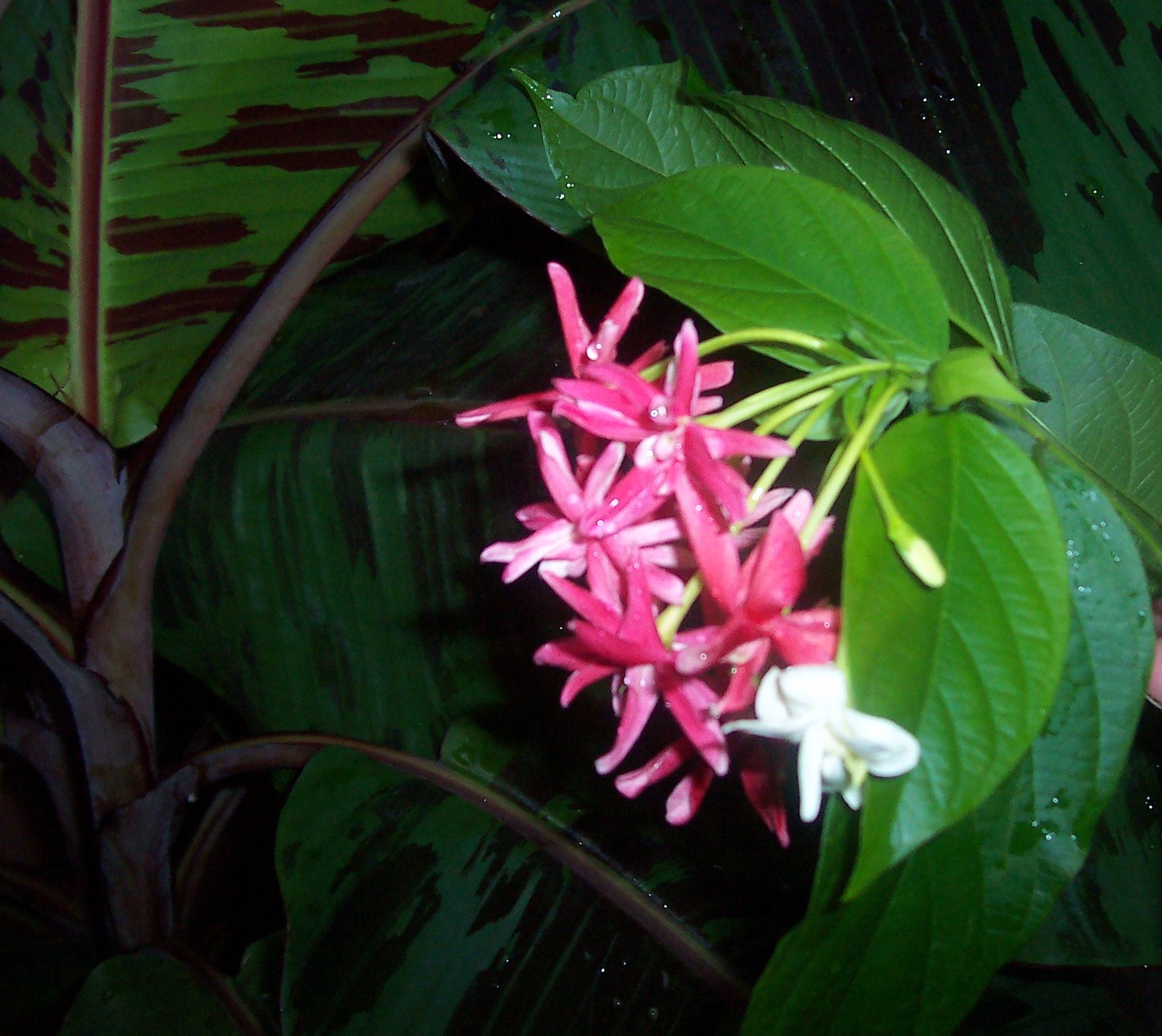 Dpuble Rangoon Creeper Vine with 'Zebrina' banana