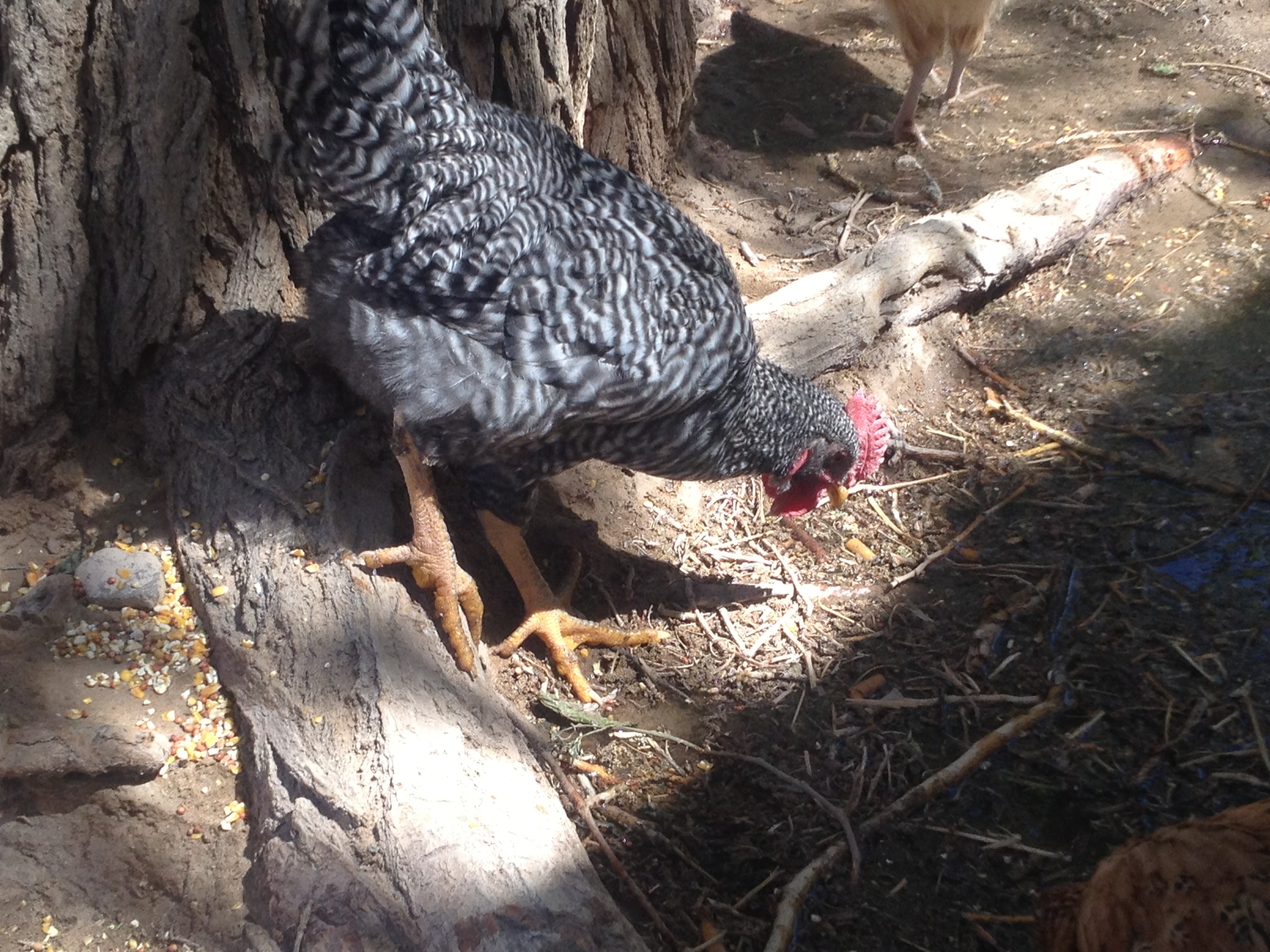 Dr Phil - barred rock cockerel