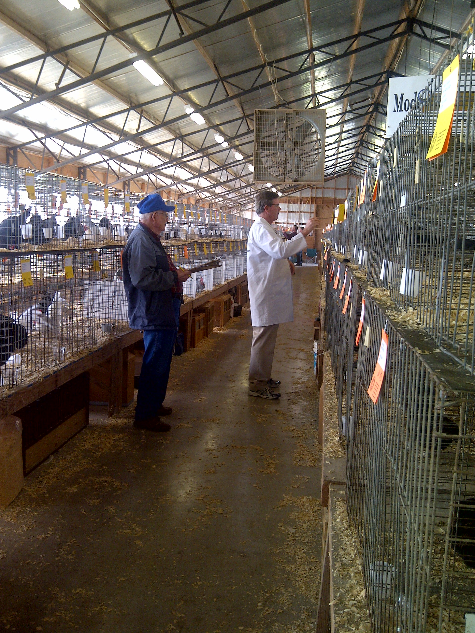 Dr. William Patterson busy judging rosecombs in show 1 at nationals in Fayetteville, Ar.