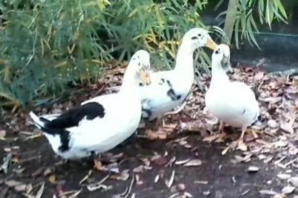 Drake and Hens