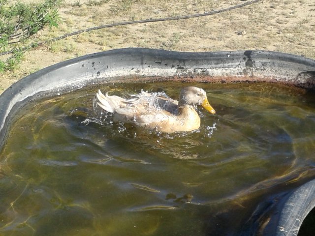 Drake - Buff Orpington Duck