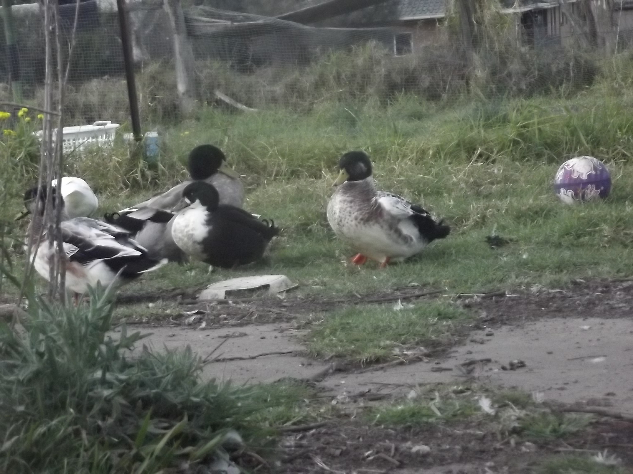 Drake pack! Whats the quack?