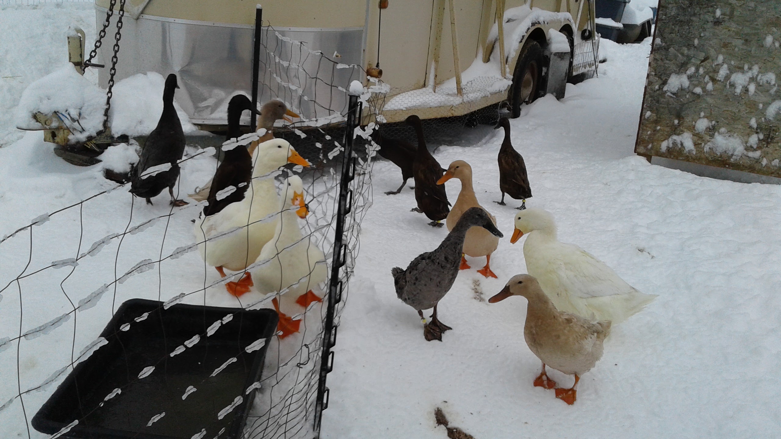 Drakes on left, Ducks on right.