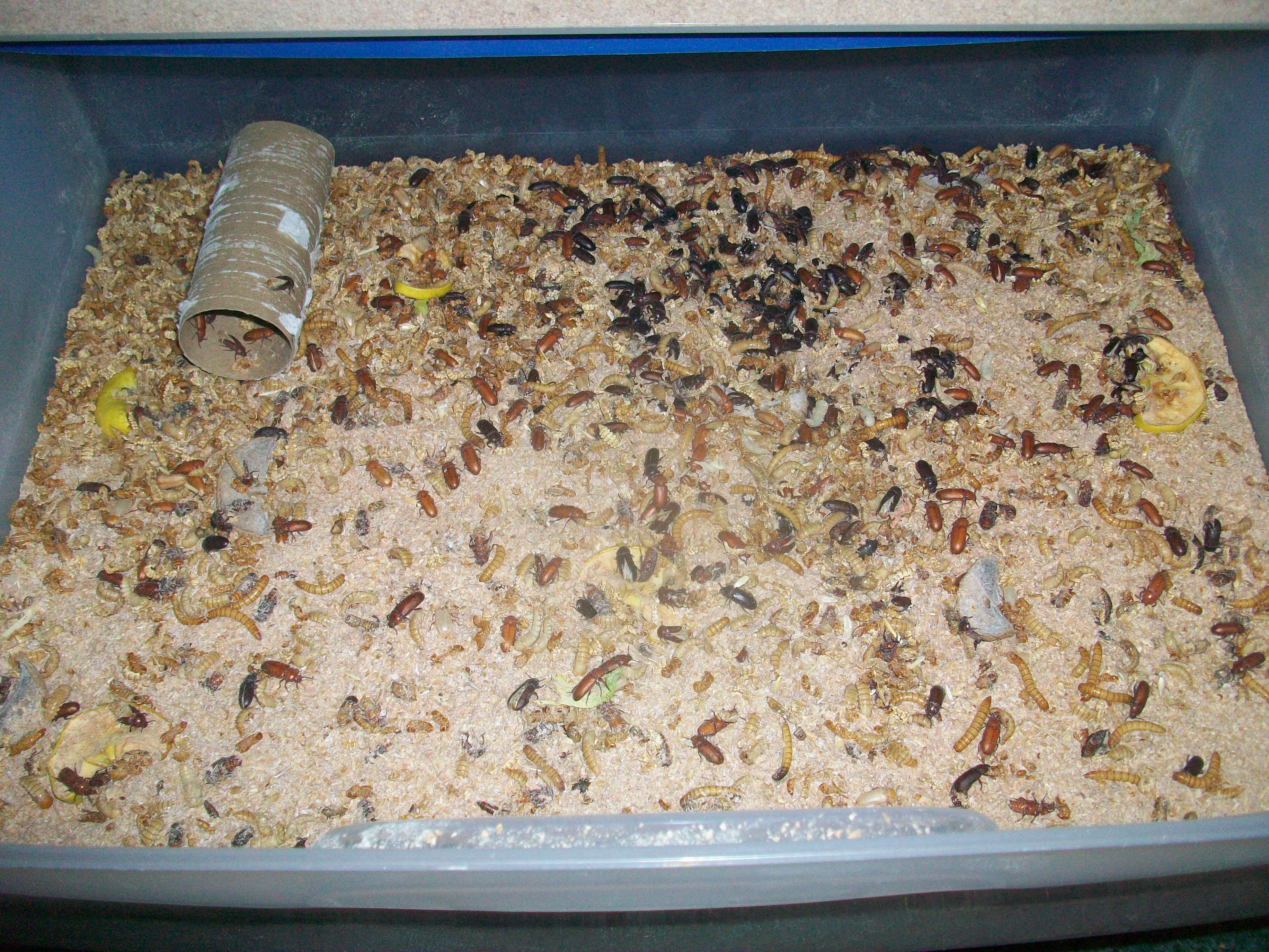 Drawer 2 now has Beetles