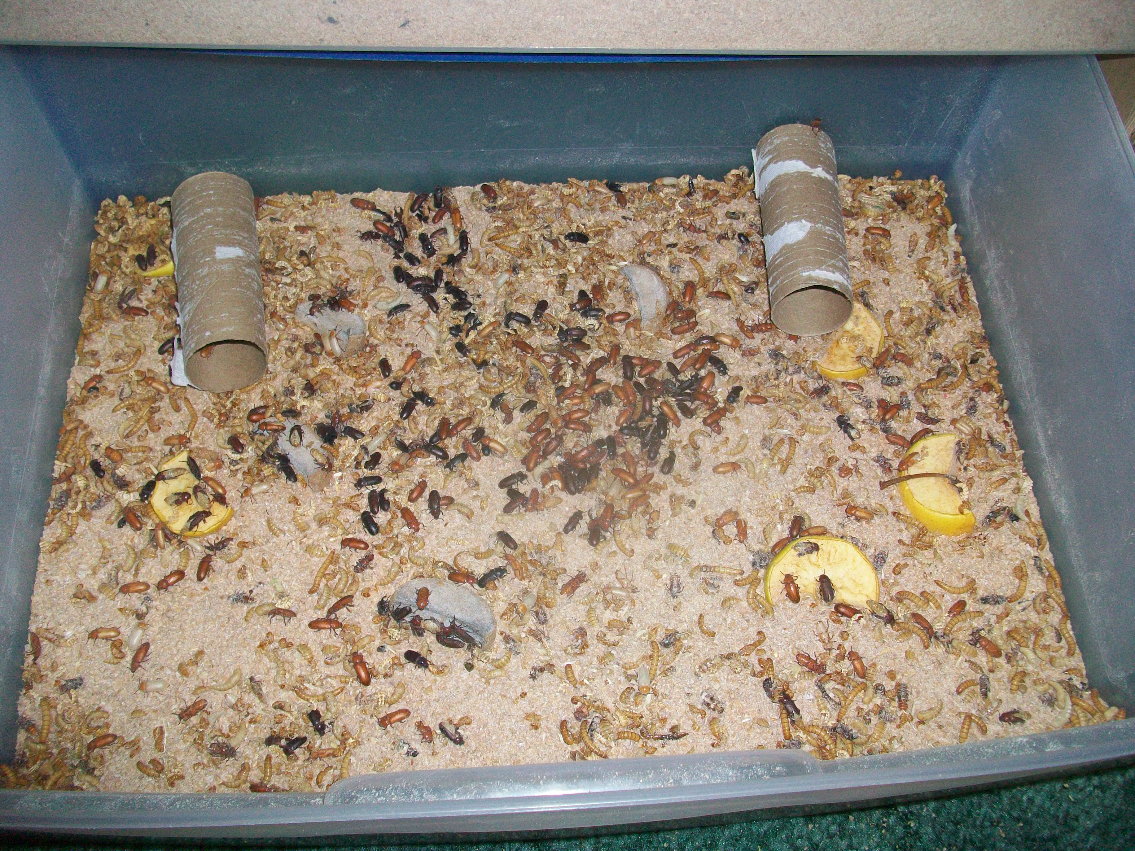 Drawer 3 now has Beetles