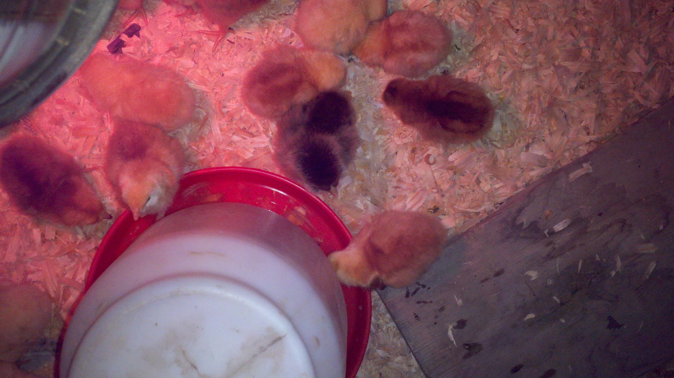 Drinking from the waterer