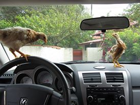 Driving Ladies