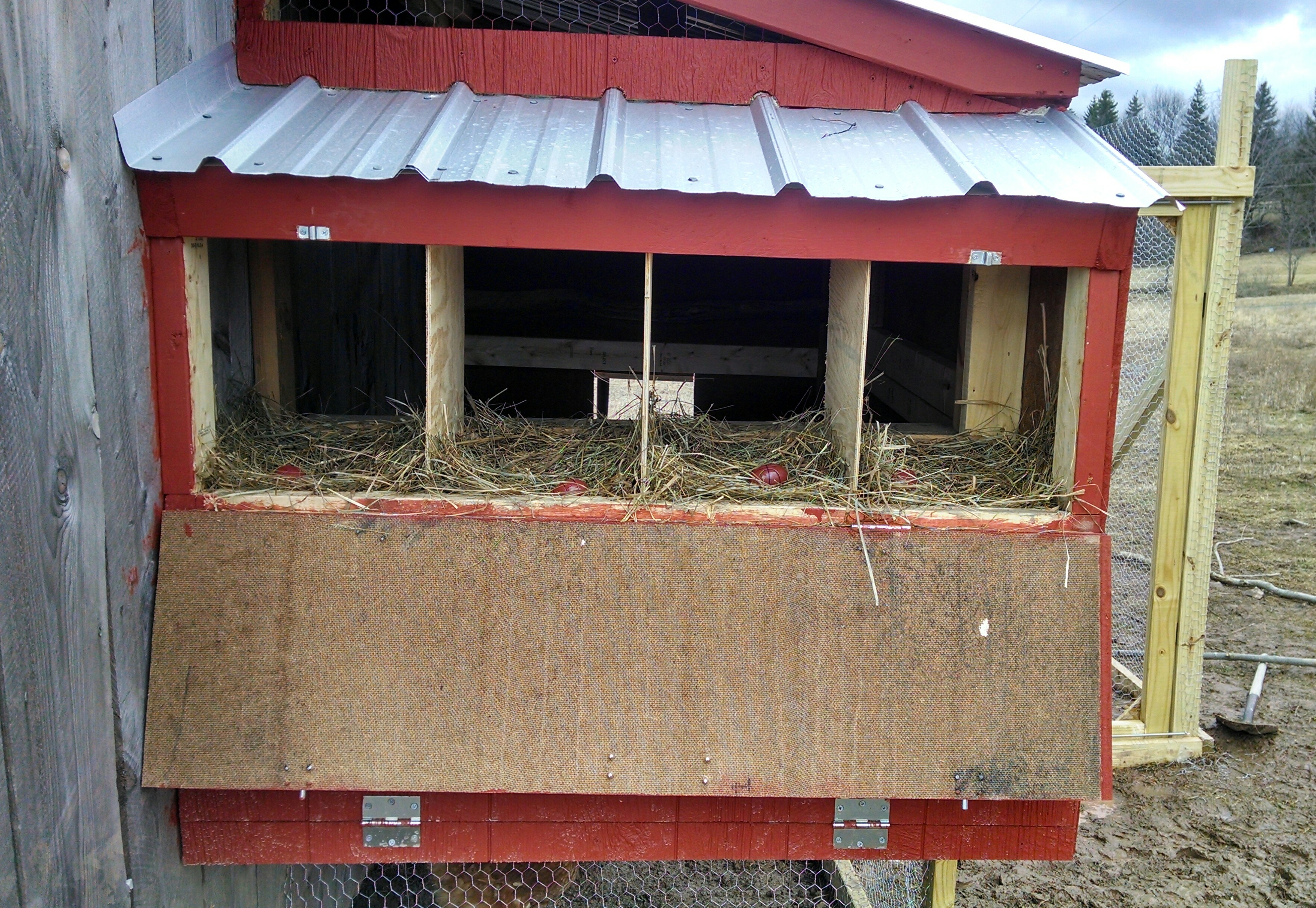 Drop down door for easy access on both rows of nest boxes. Can you spot the "dummy" eggs???