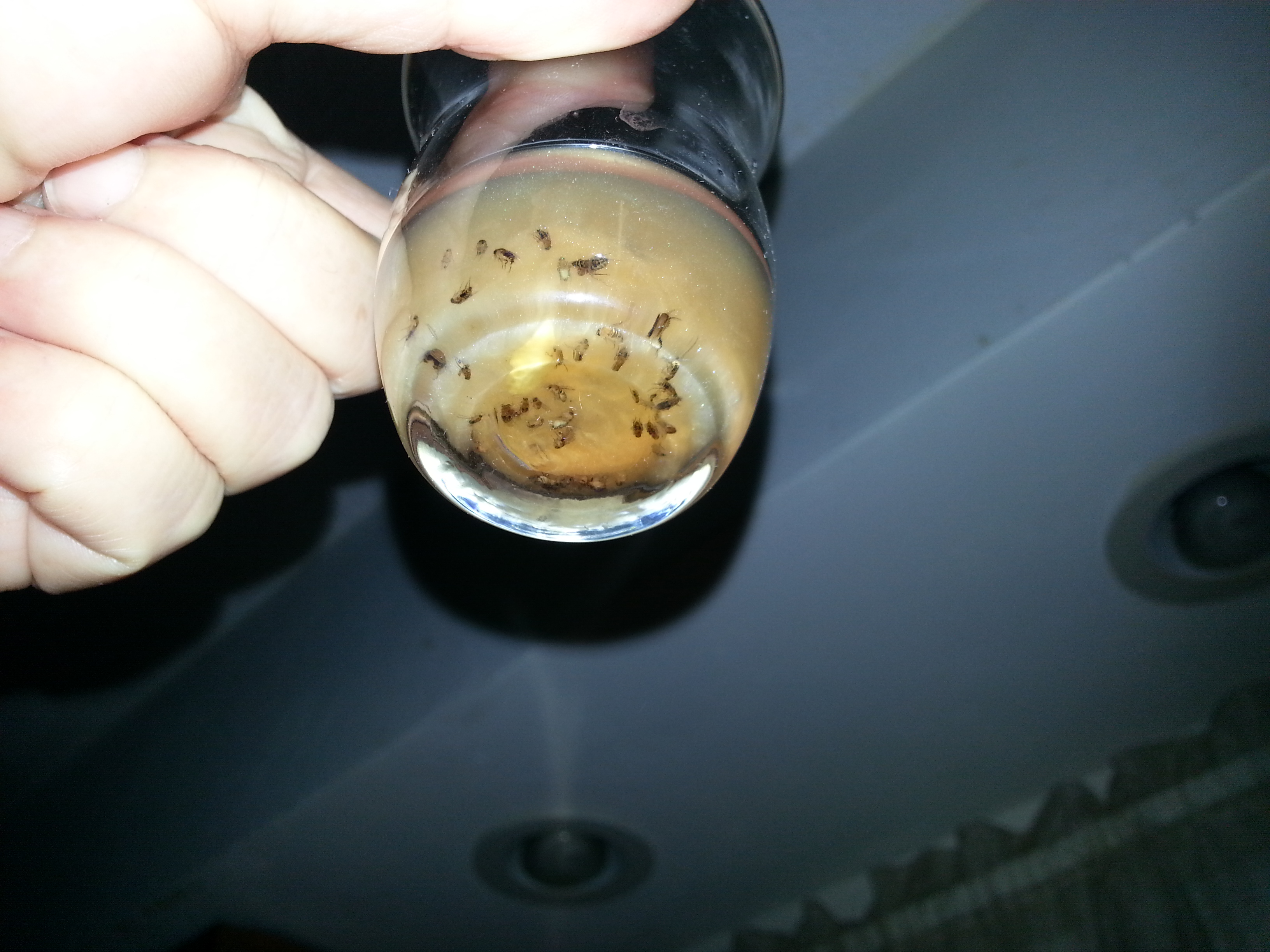 Drowned flies: in less than 24 hours the trap caught about 40! 
Compare that to the measly 5 trapped in over a week with a vinegar trap....