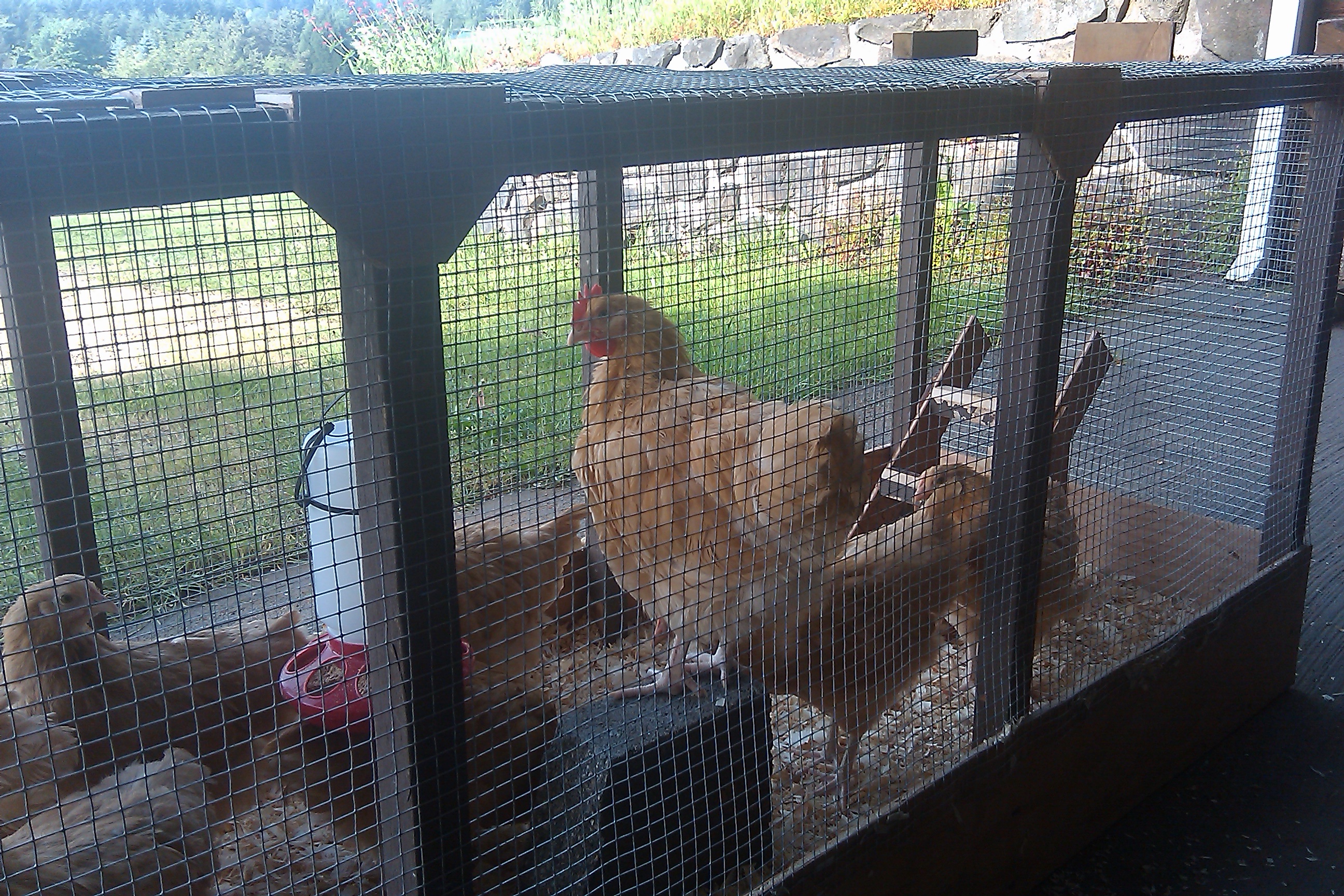'Drum Stick' as a cockerel, just starting a few tentative 'crows'.