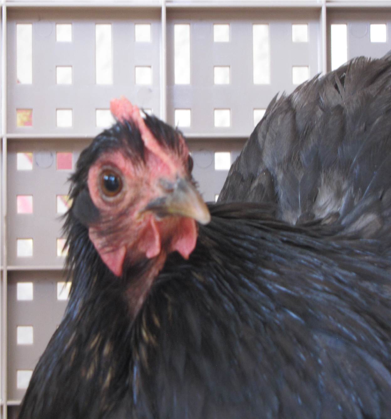Drumstick the Cochin Bantam