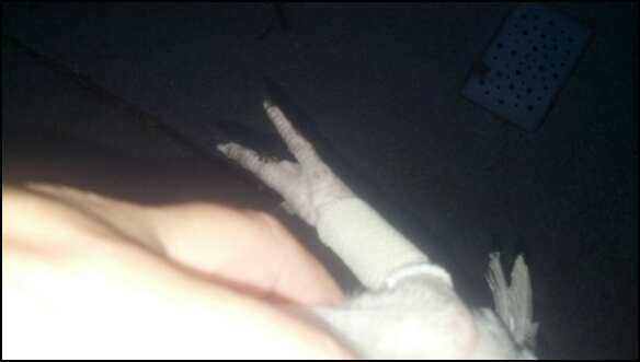 Drumsticks new cast, amazing what you can do with a tampon applicator, guaze and elasticon tape. He can walk on it now.