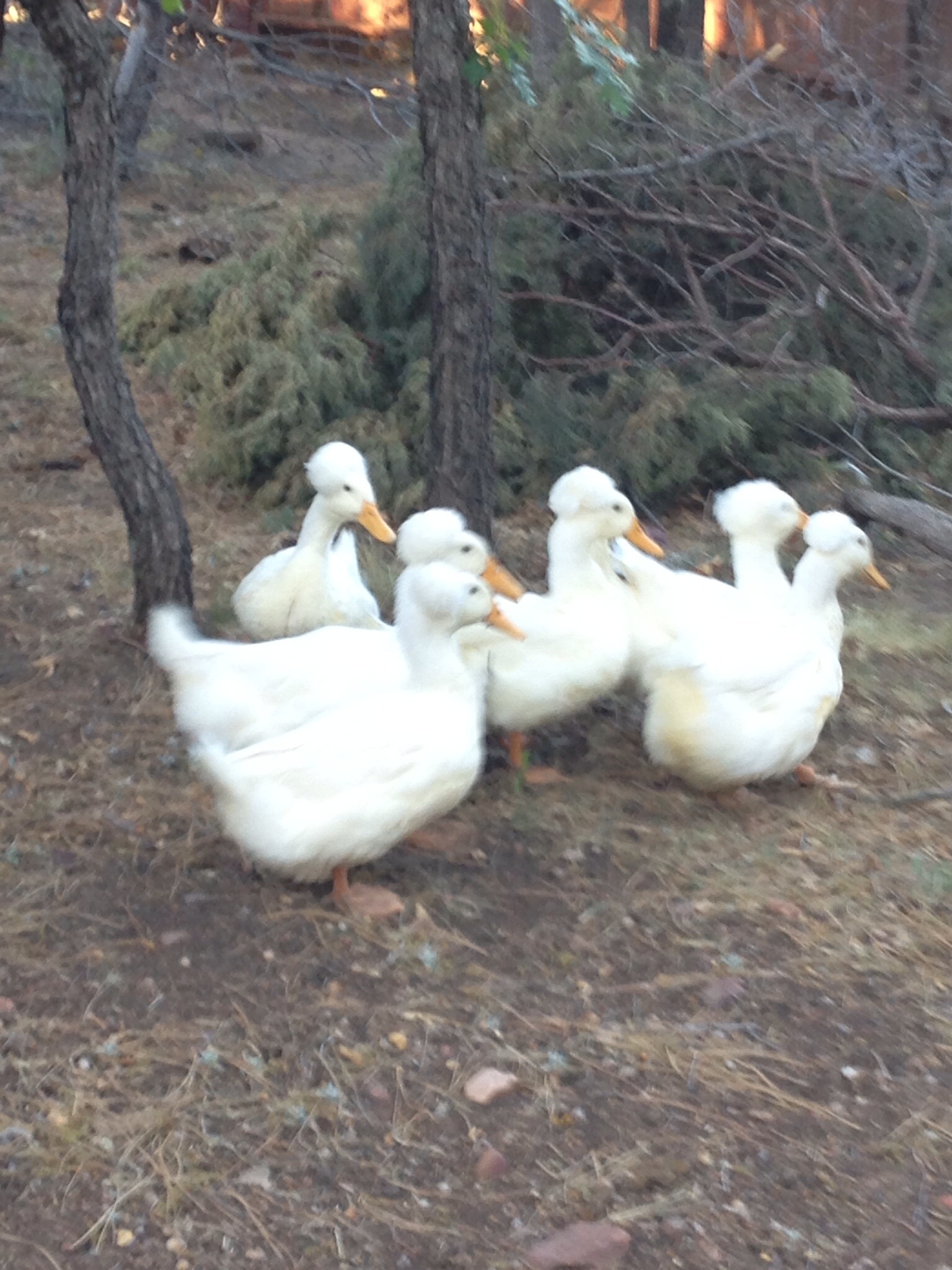 Dry winter = no grass