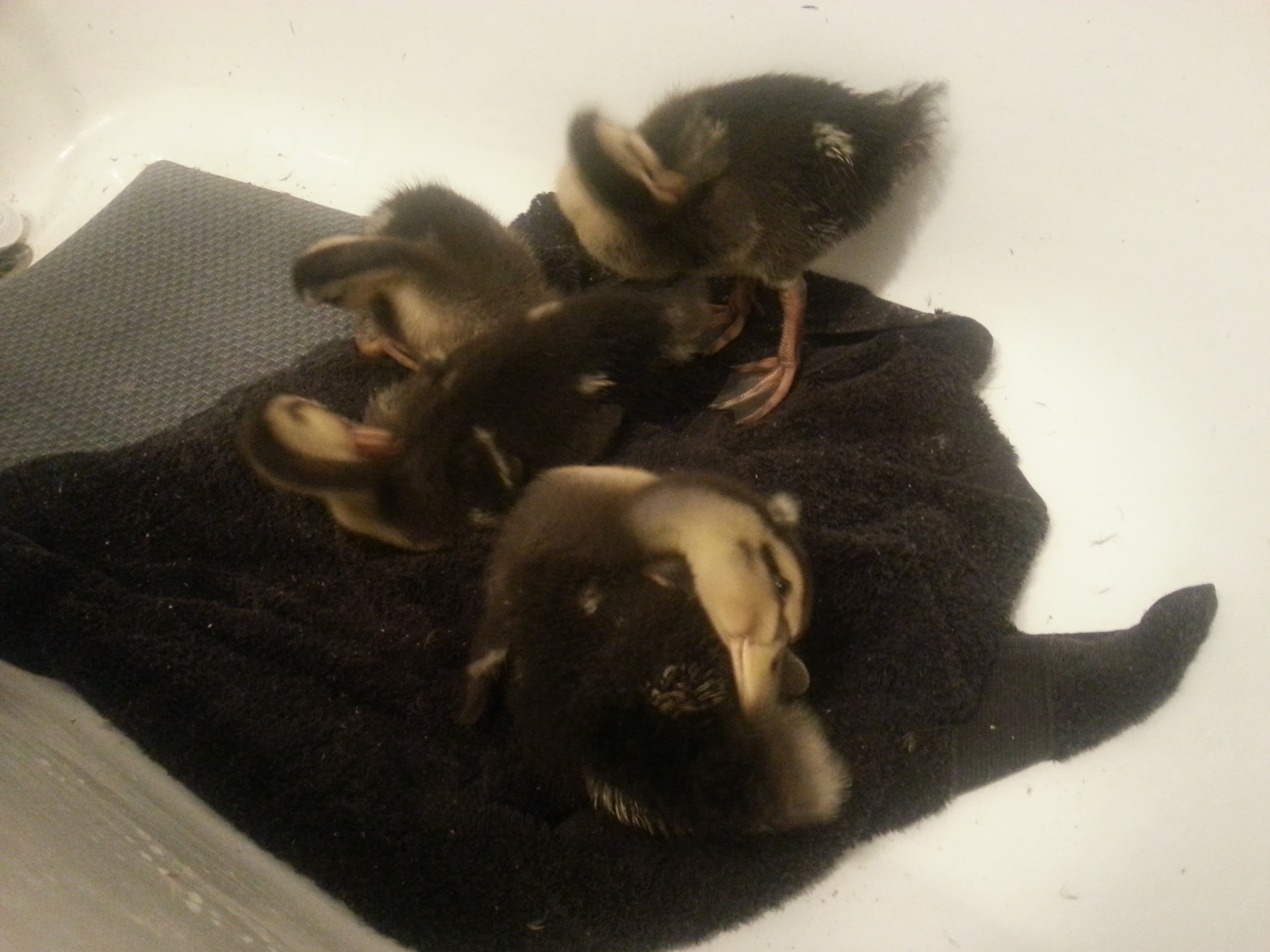 Drying off after a swim.