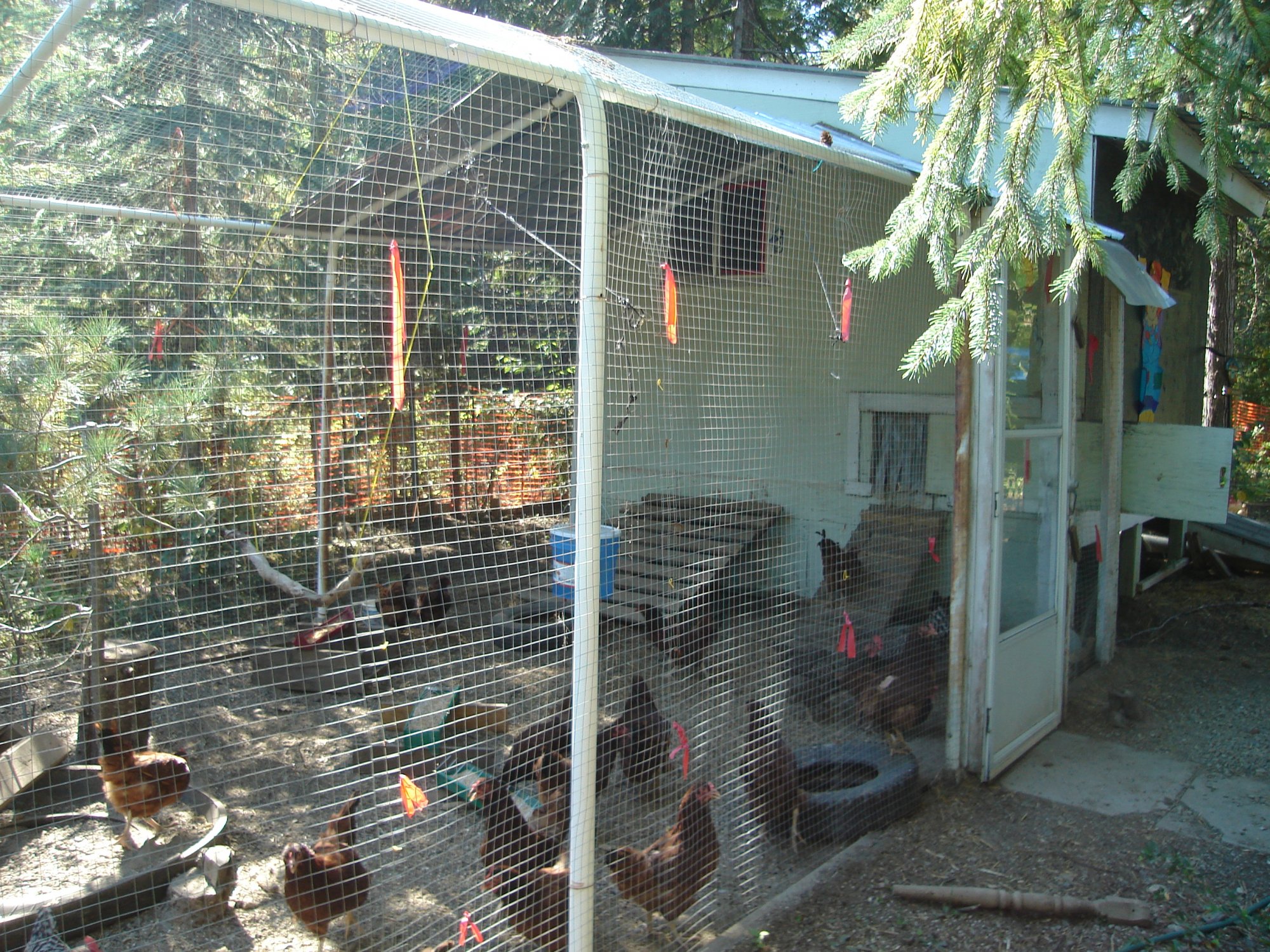 DSC00167 BackYard Chickens Learn How to Raise Chickens
