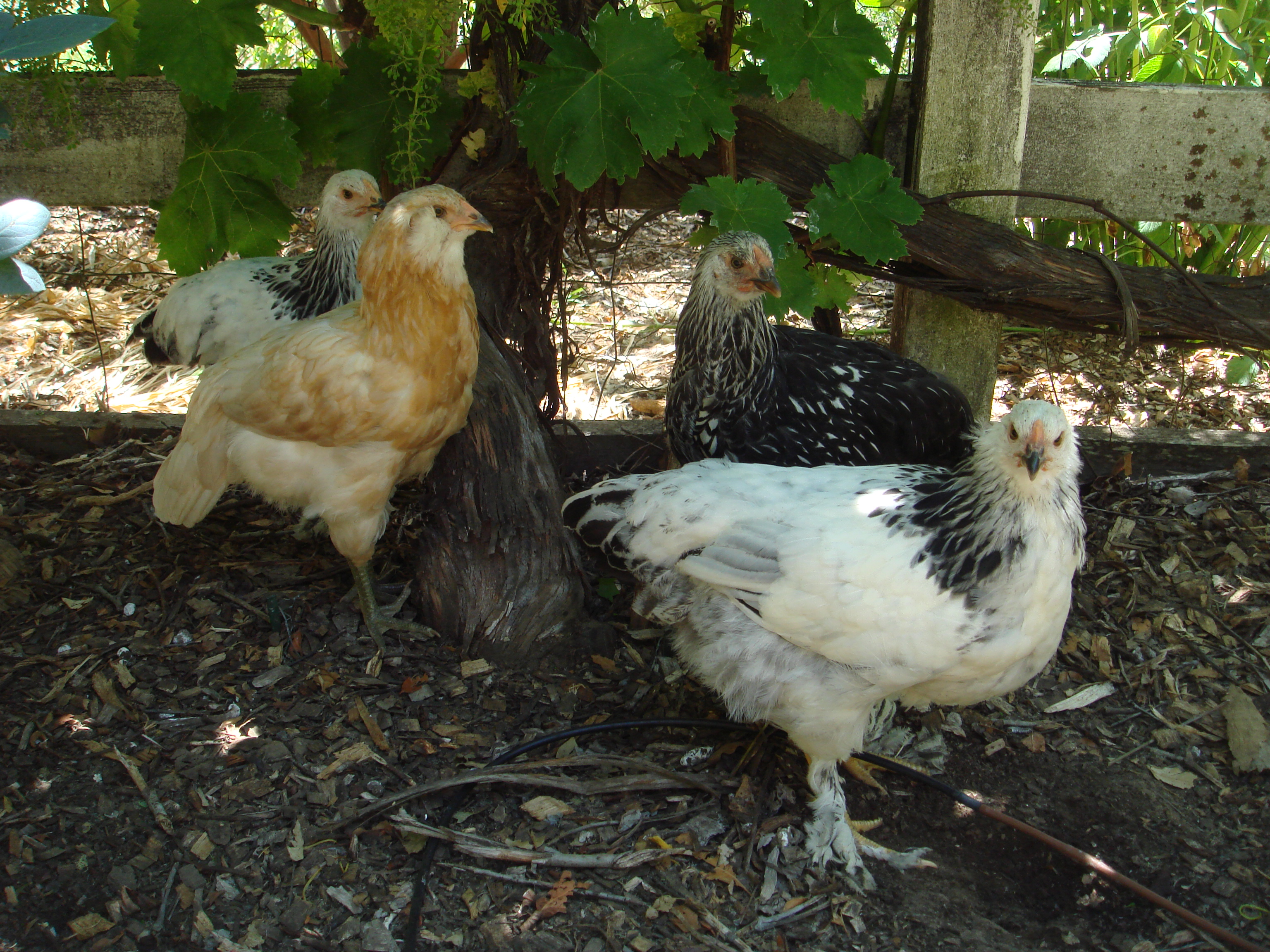 DSC03911.JPG
With the other hens... (?)
