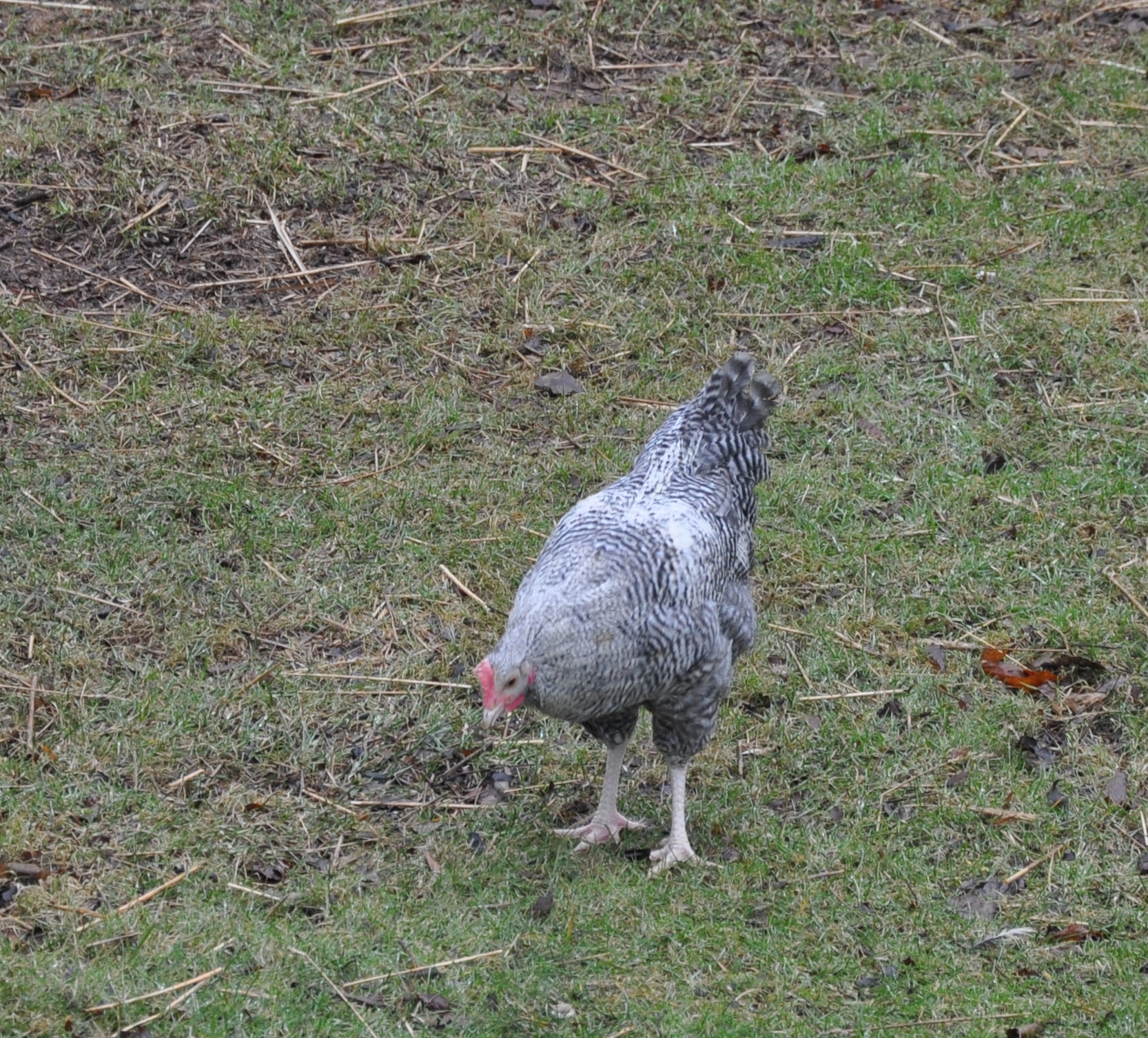 DSC_0058.JPG

THis was Rocky on Jan 18th this year