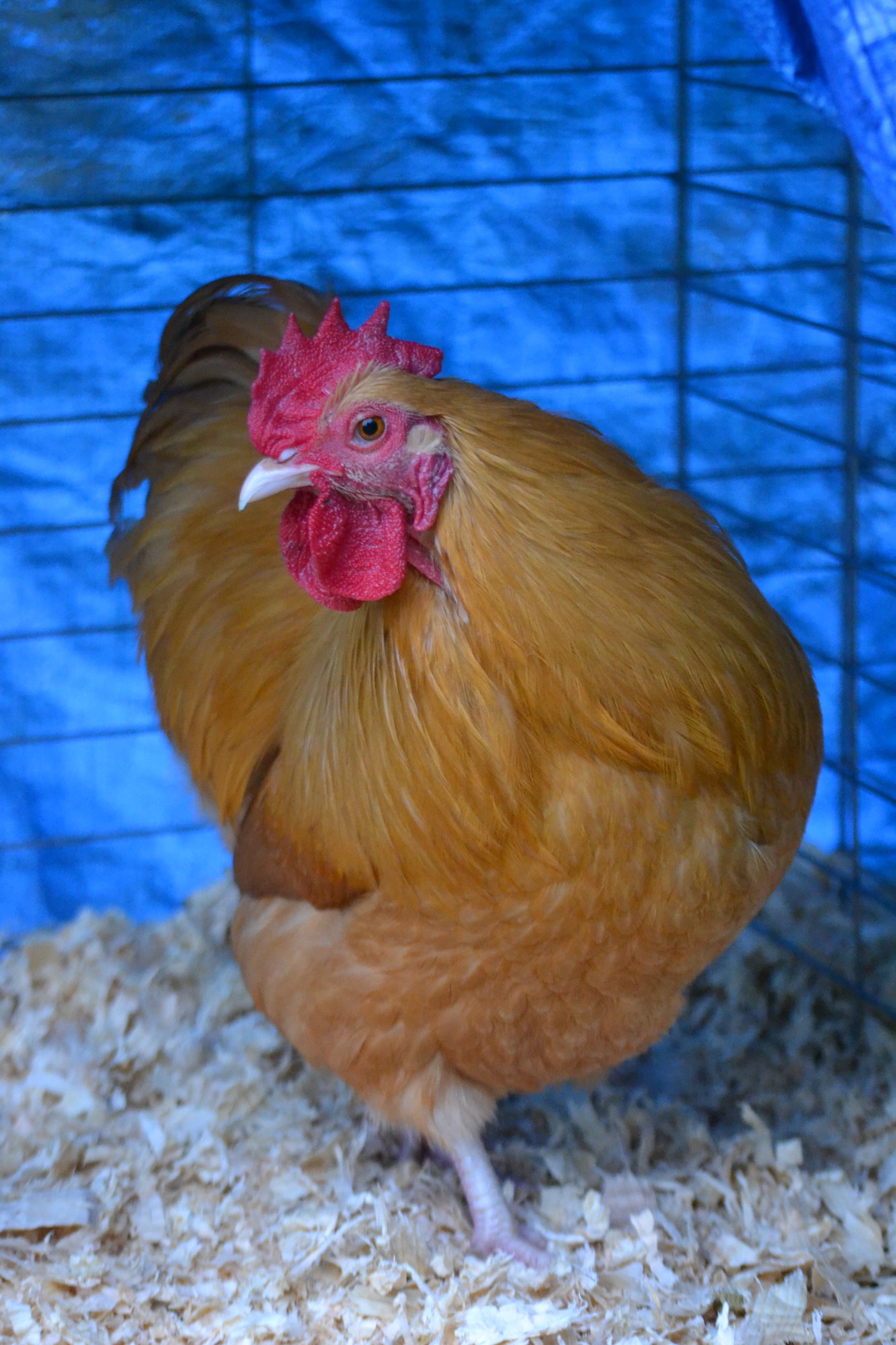 DSC_1188