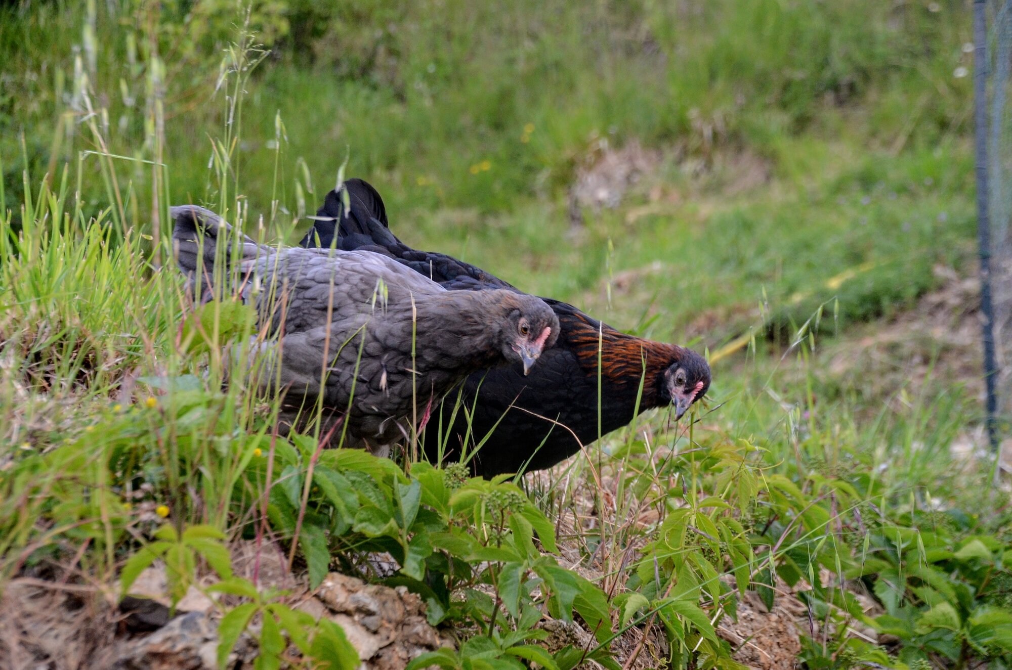 DSC_3241.JPG
