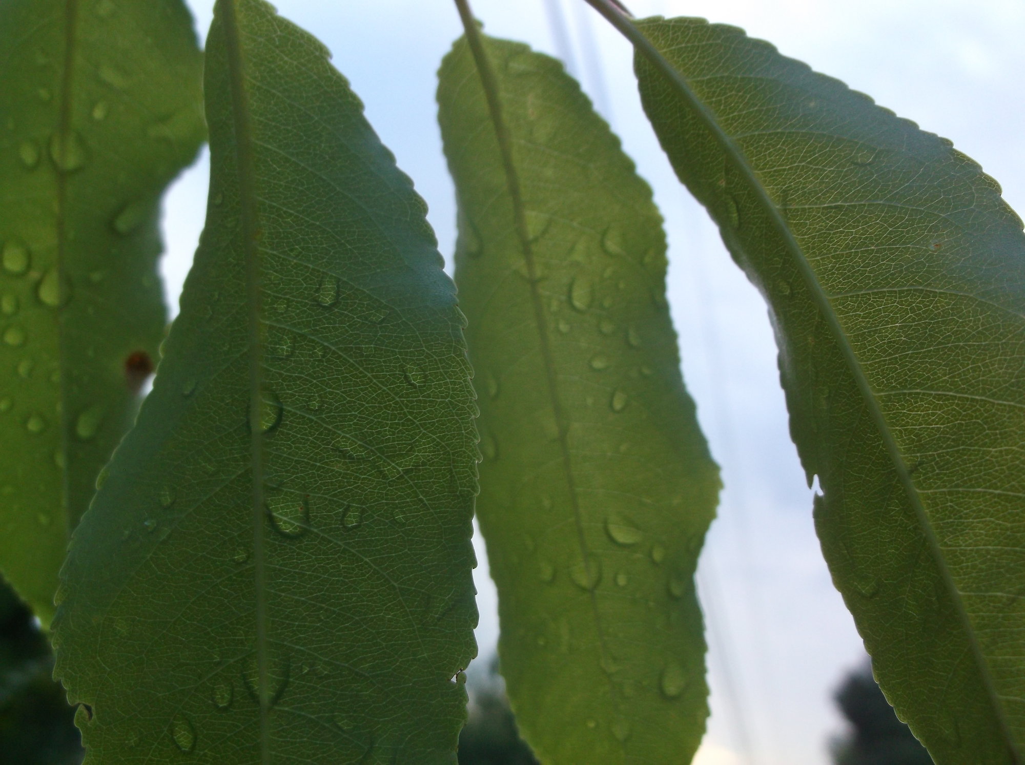 DSCF0076
