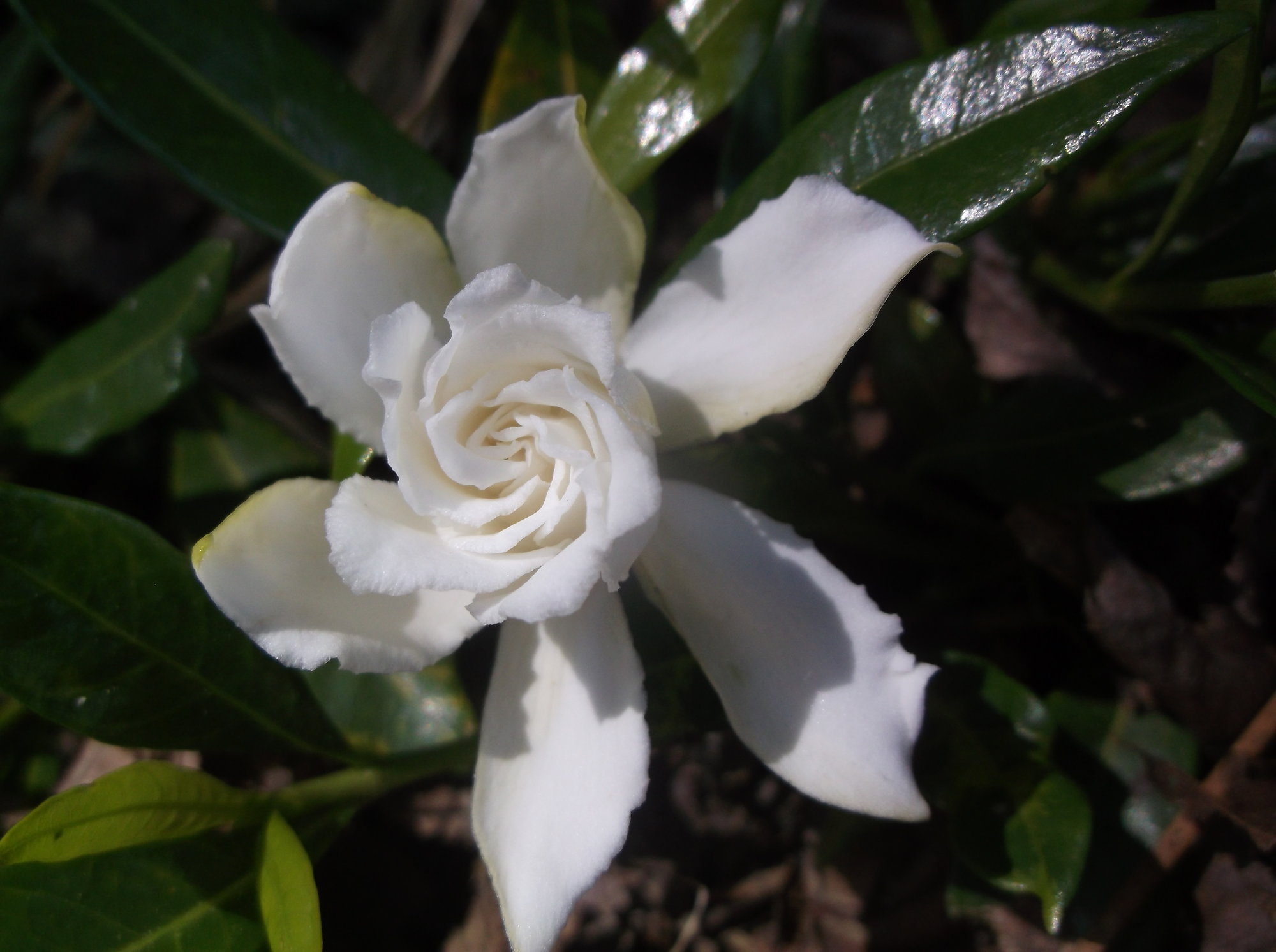 DSCF0177