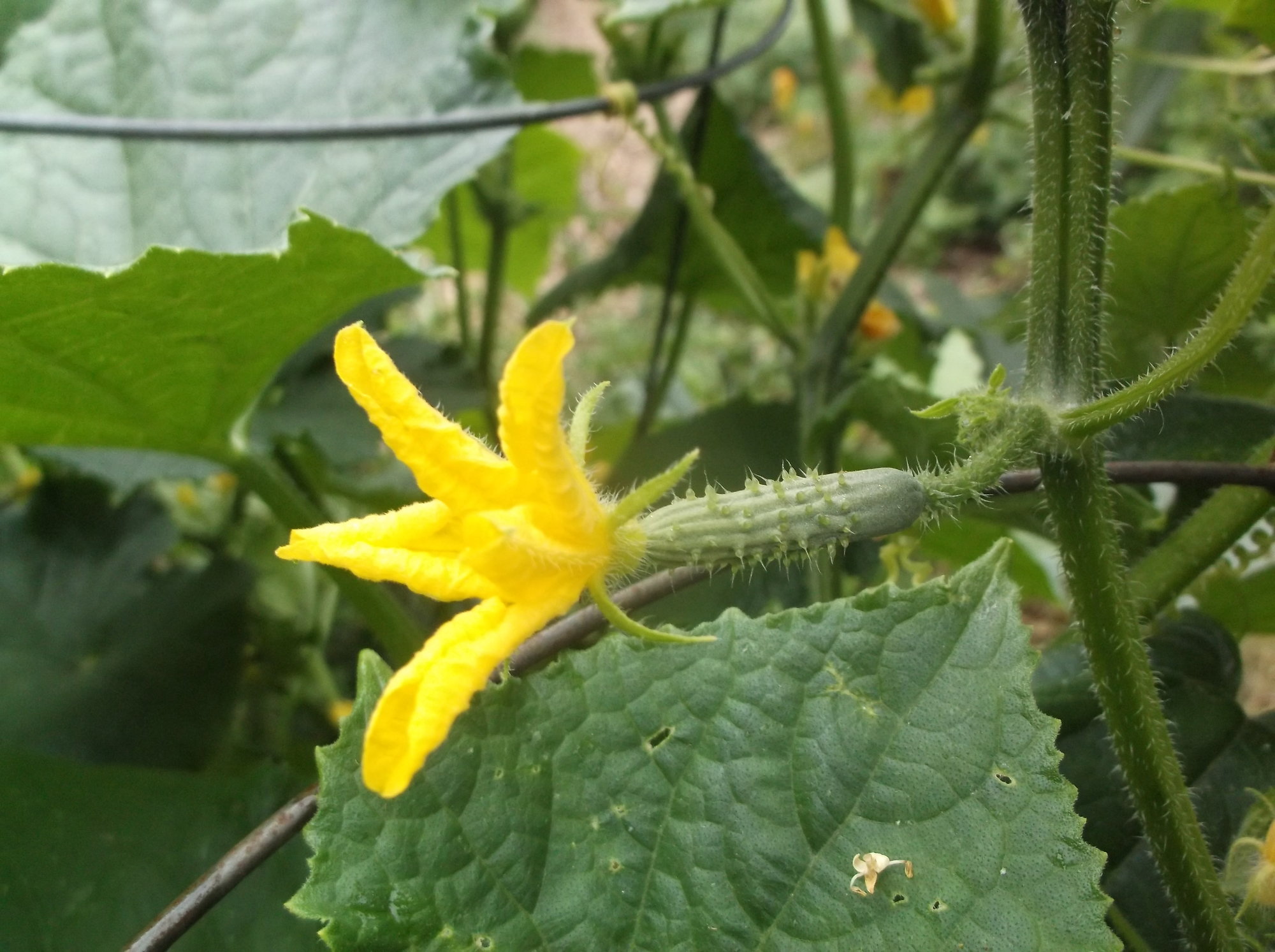 DSCF0335