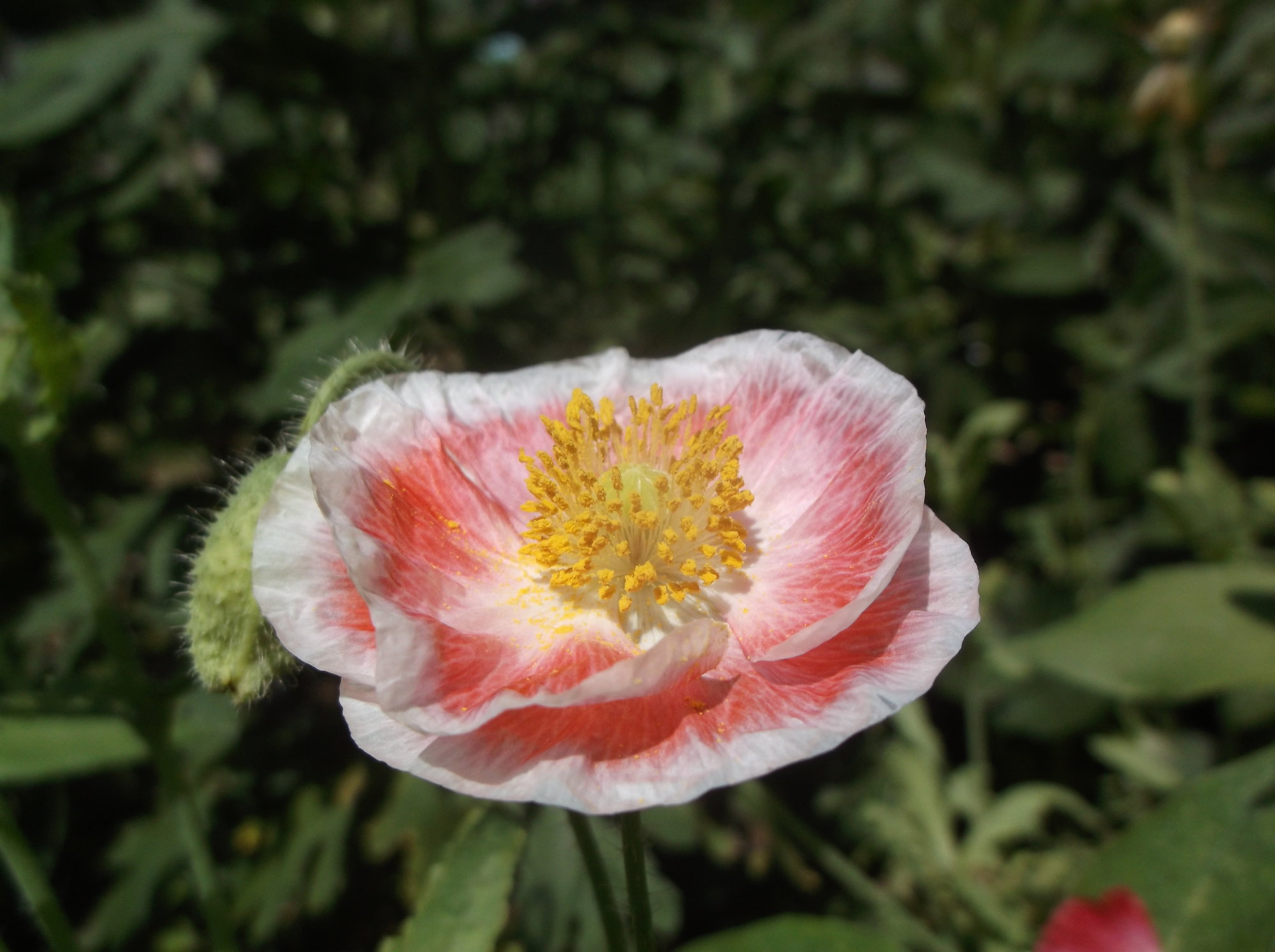 DSCF0370
