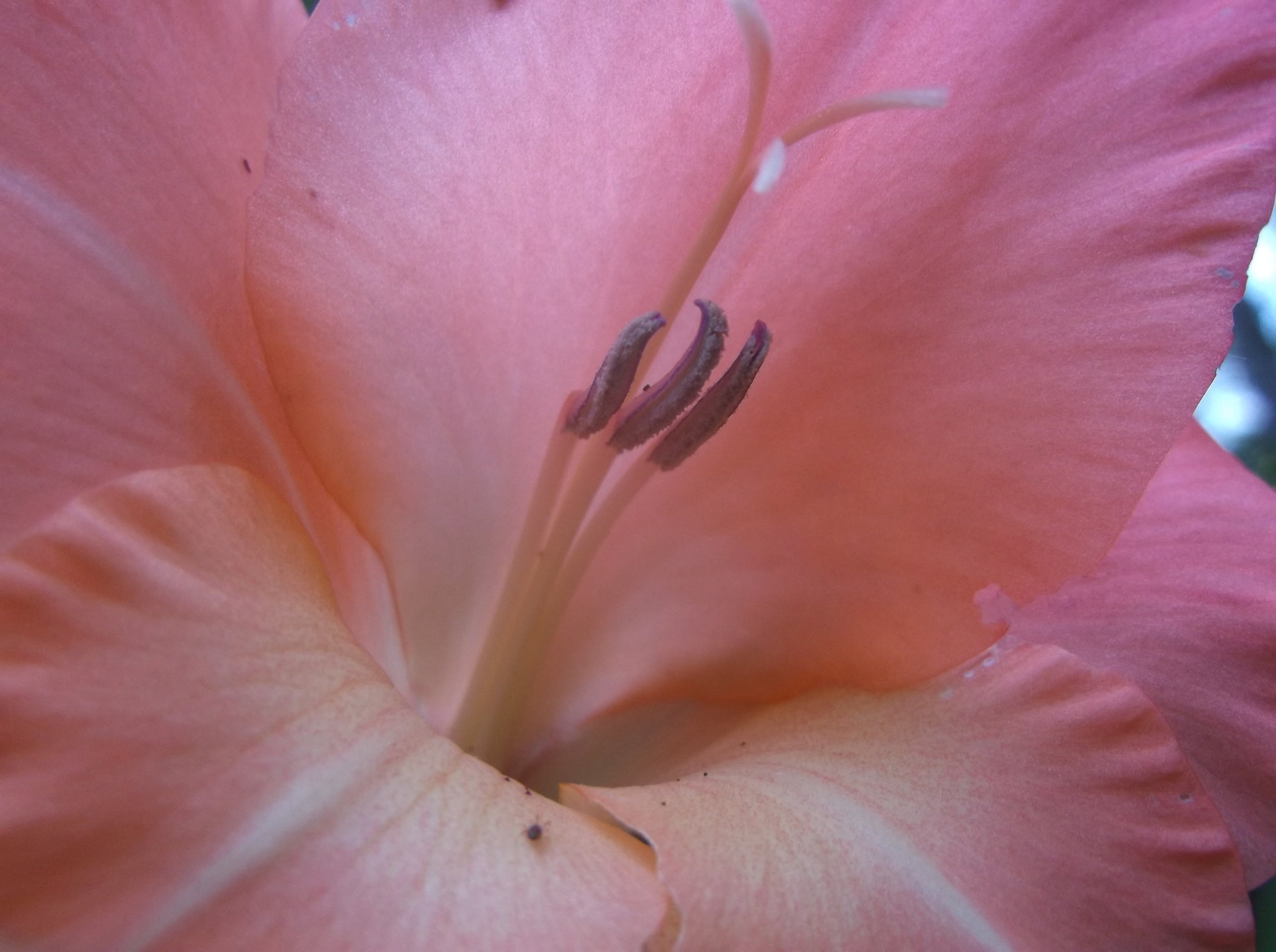DSCF0477