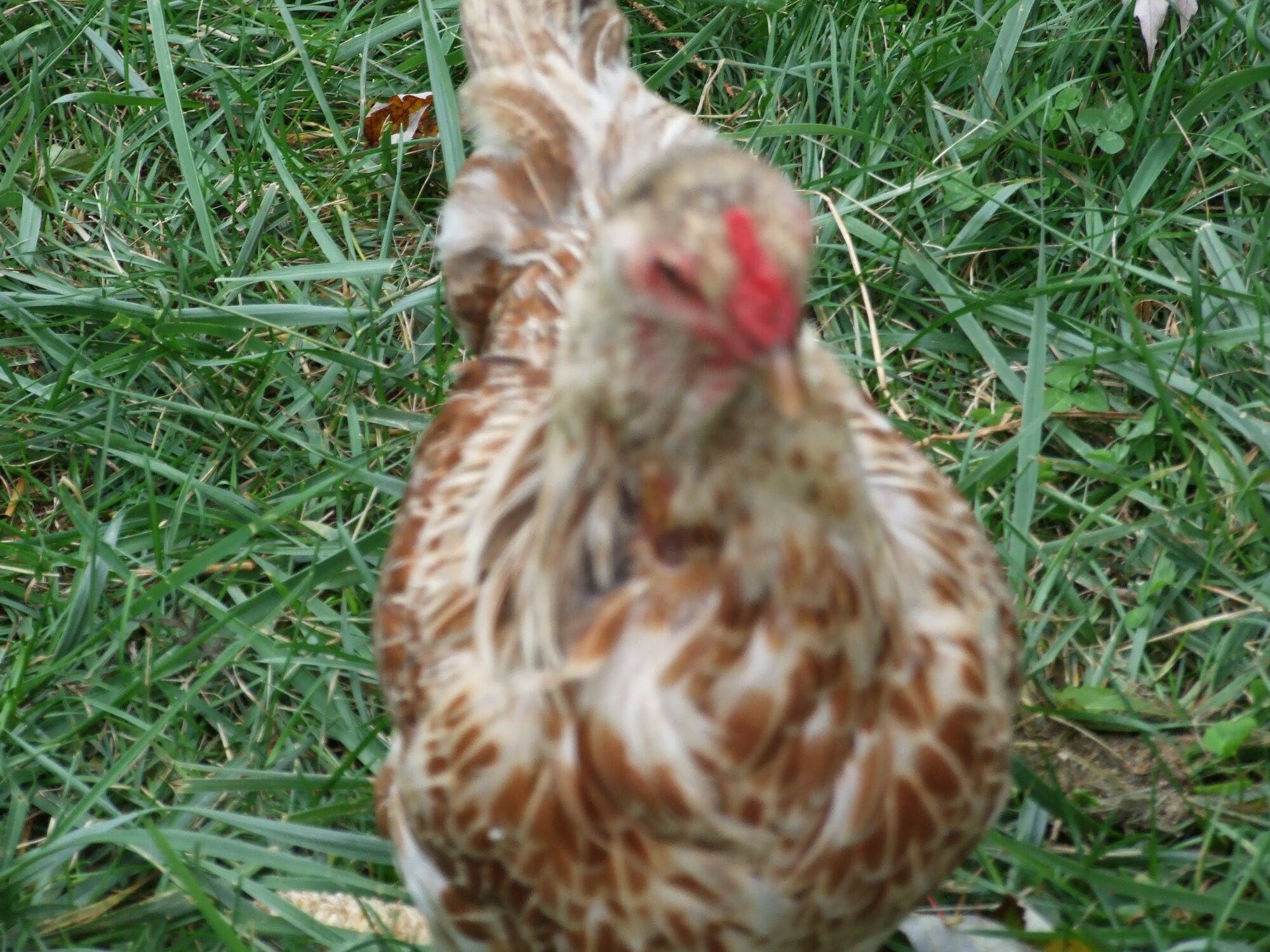 DSCF0506.jpg