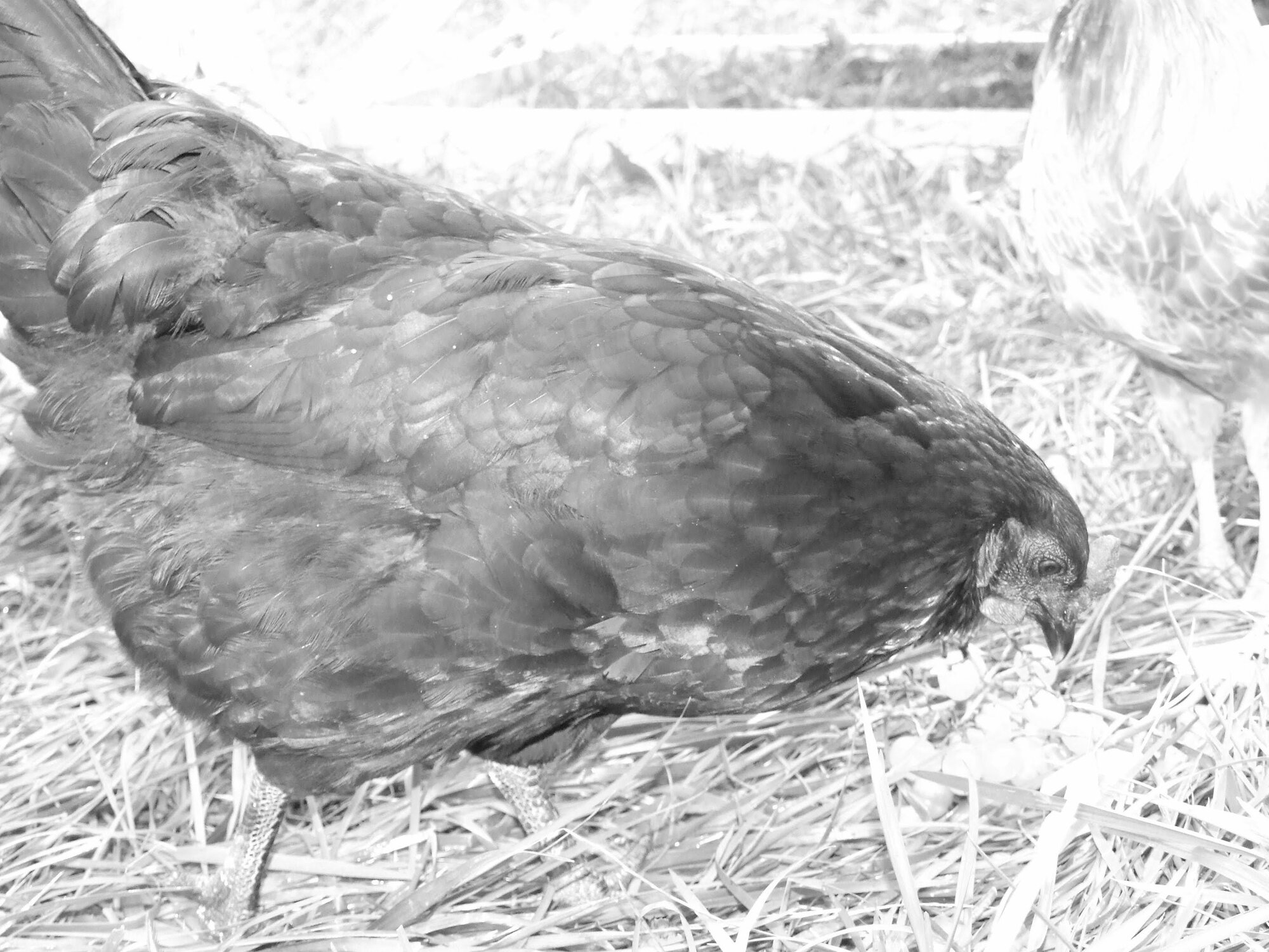 DSCF0537.jpg