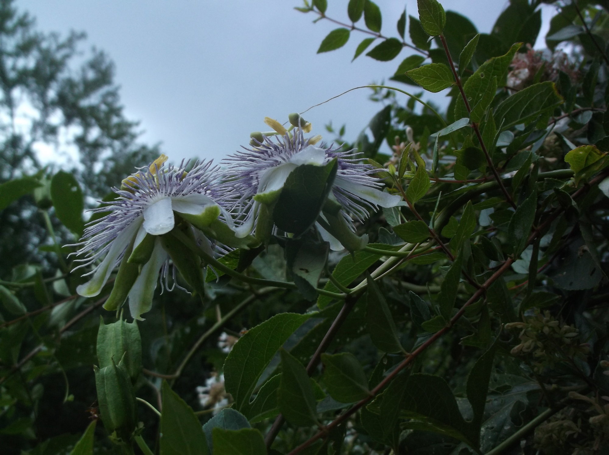 DSCF2669
