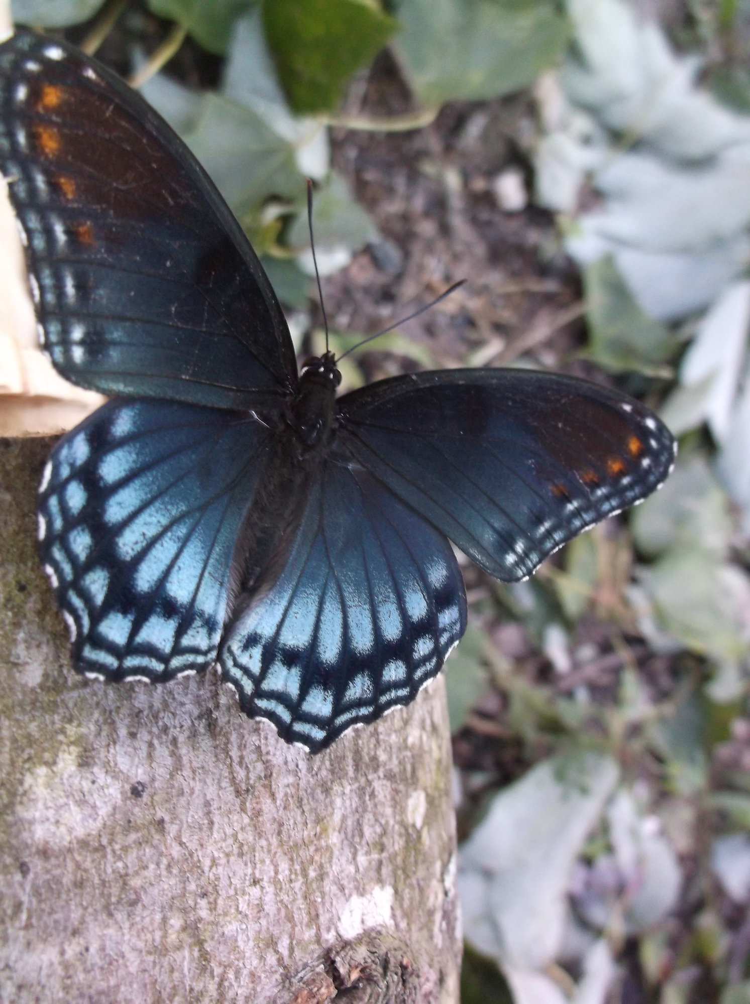 DSCF2962