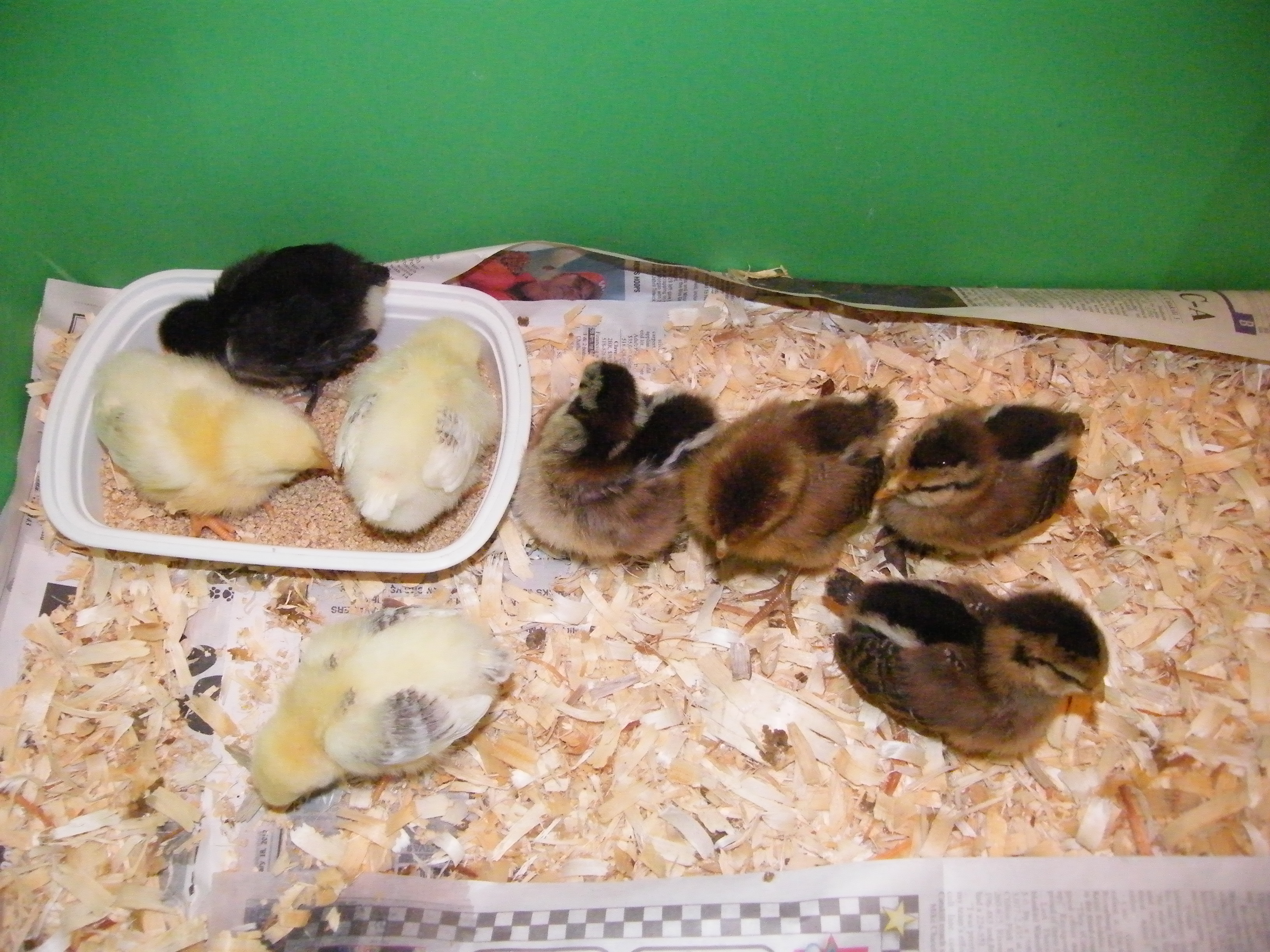 DSCF3177.JPG
New chicks aquired today. Hoping they are Araucana.      believe that one of the chicks is an Araucana! There is one chick with no tail.