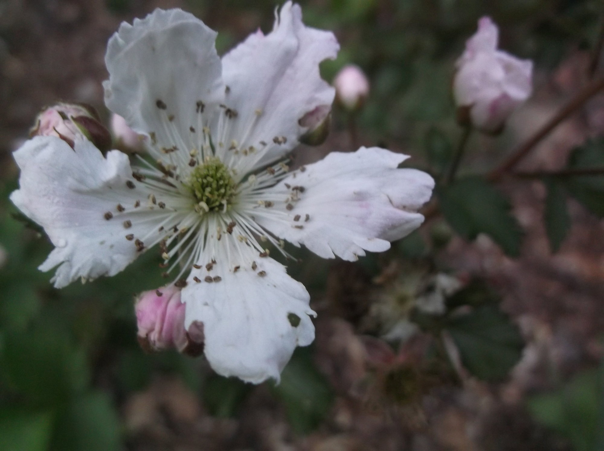 DSCF6754