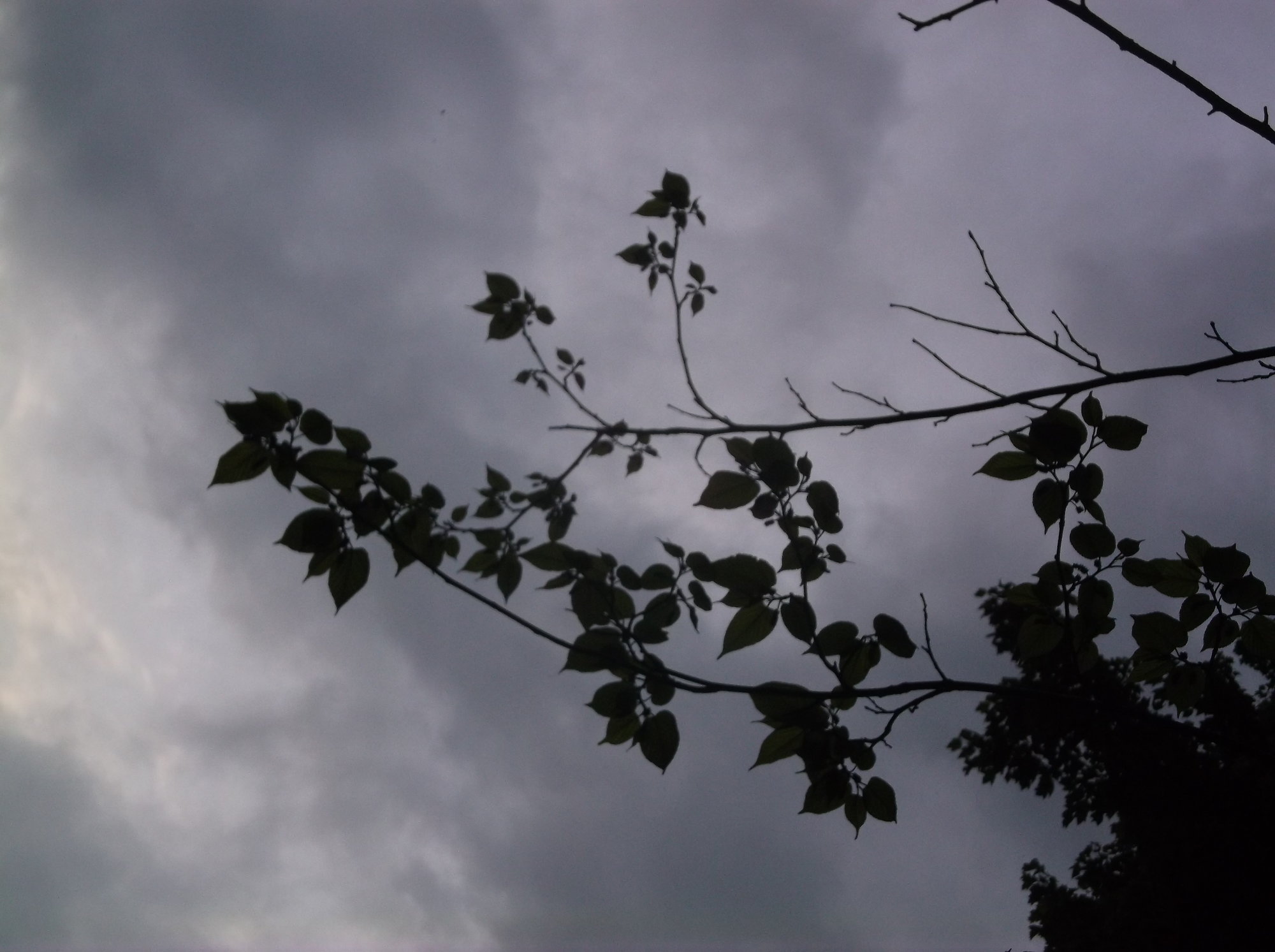 DSCF6774