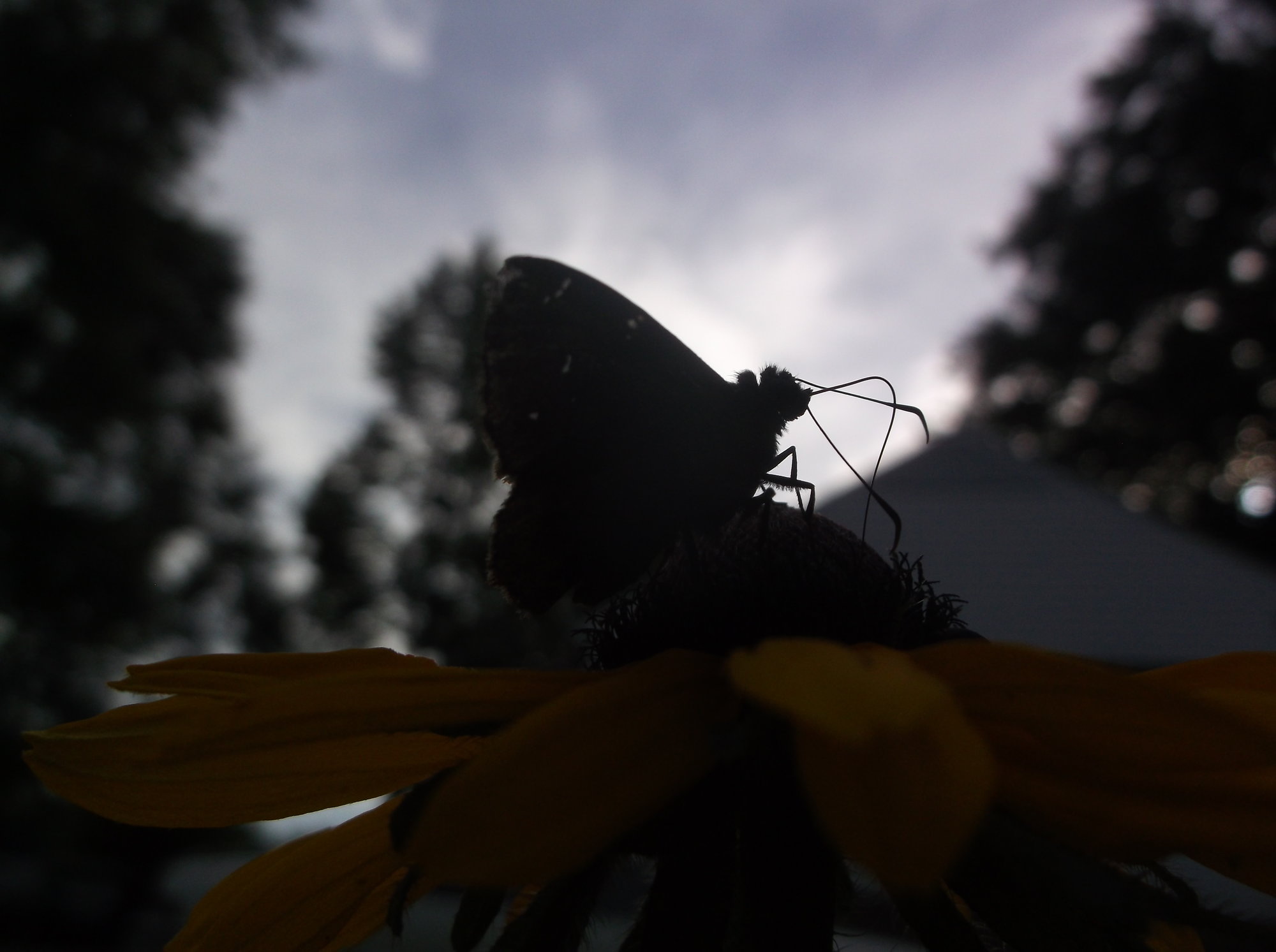 DSCF9430