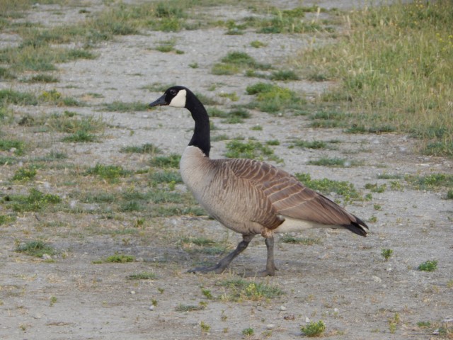 DSCN1922 (Small)