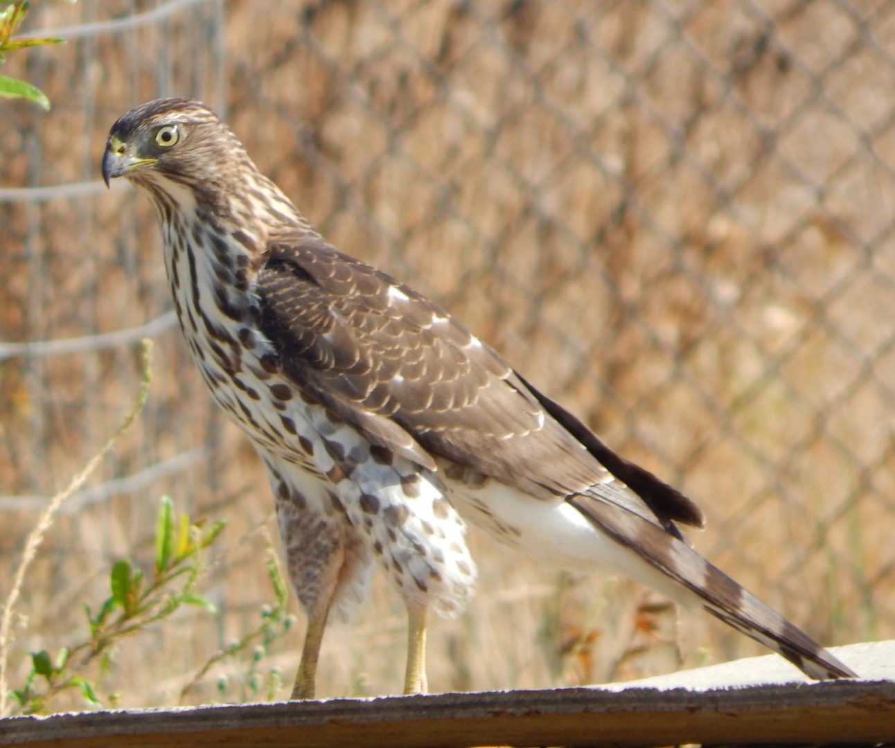 DSCN4123_cropped (Large)