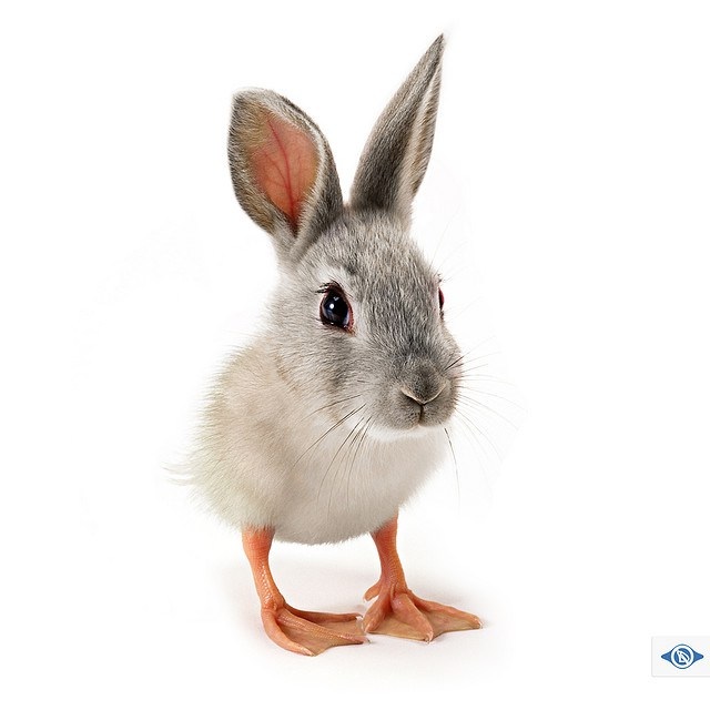 Duc-unny!