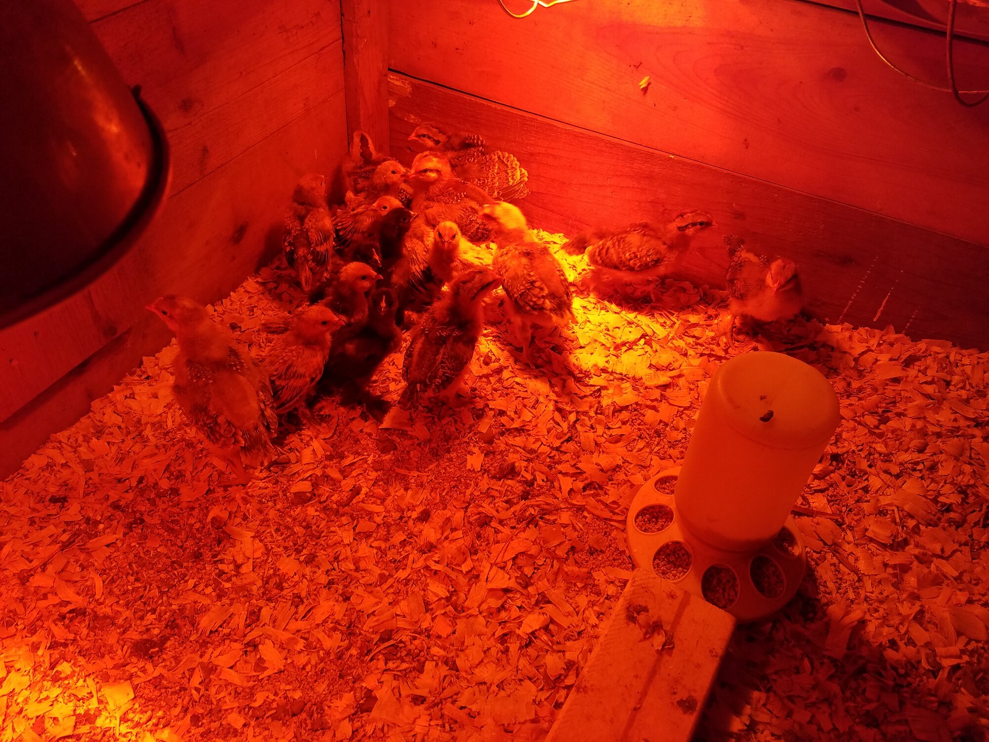 D'uccle and Bielefelder (2020)