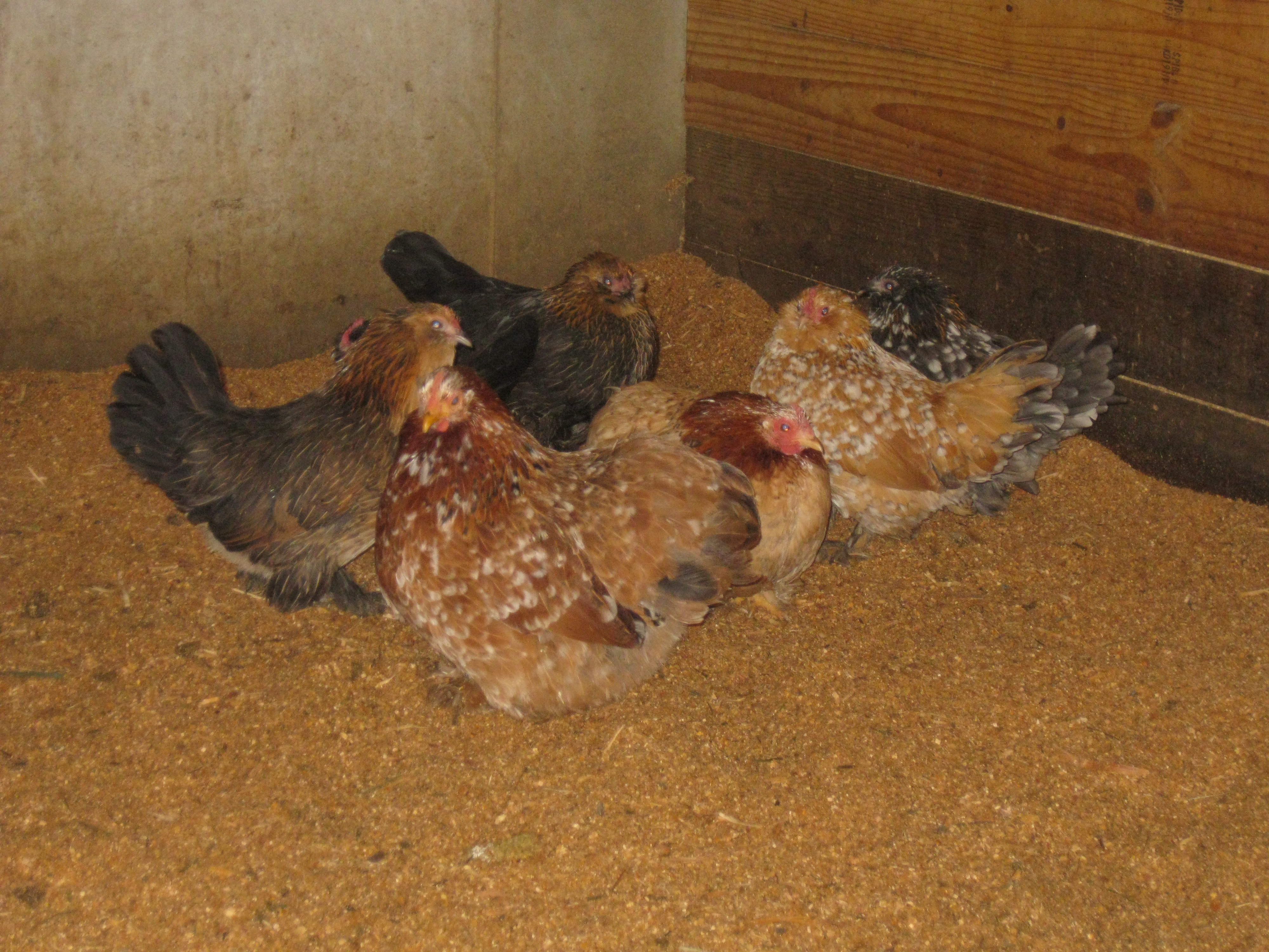d'Uccle and cochins