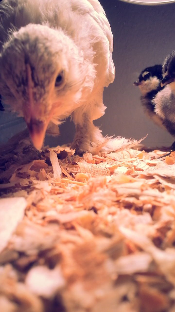 d'Uccle w/ chicks