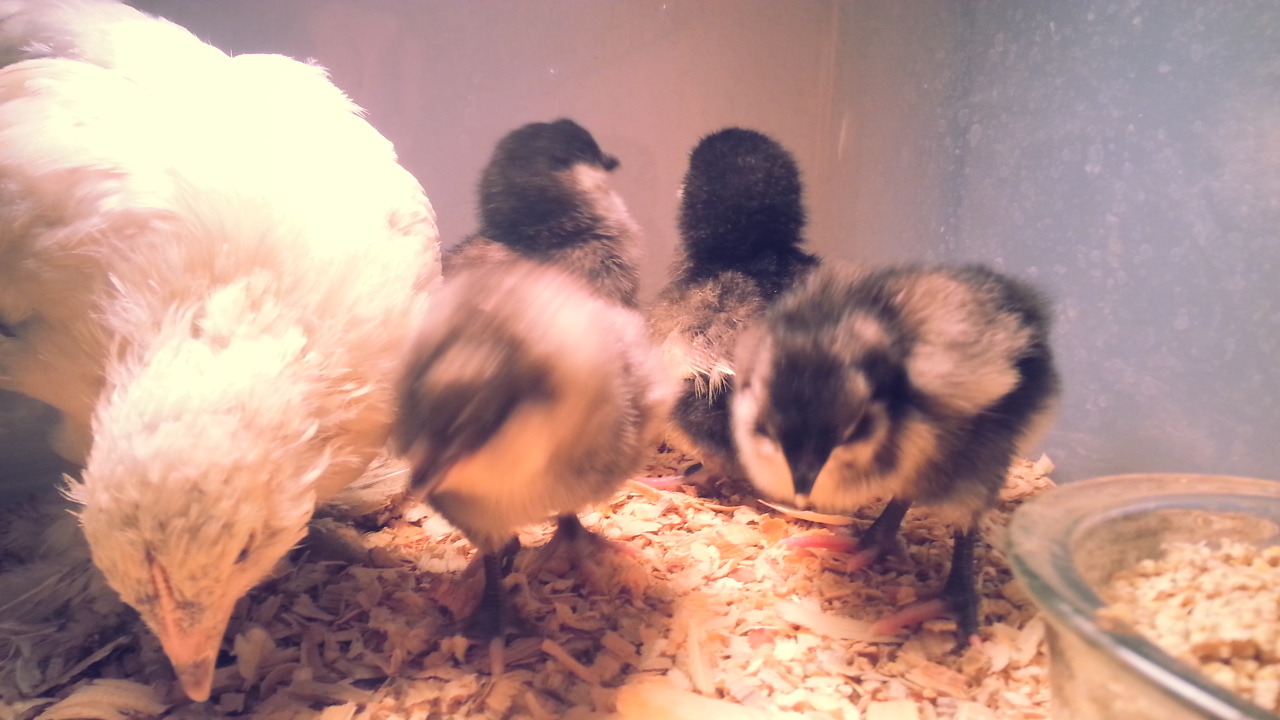 d'Uccle w/ chicks