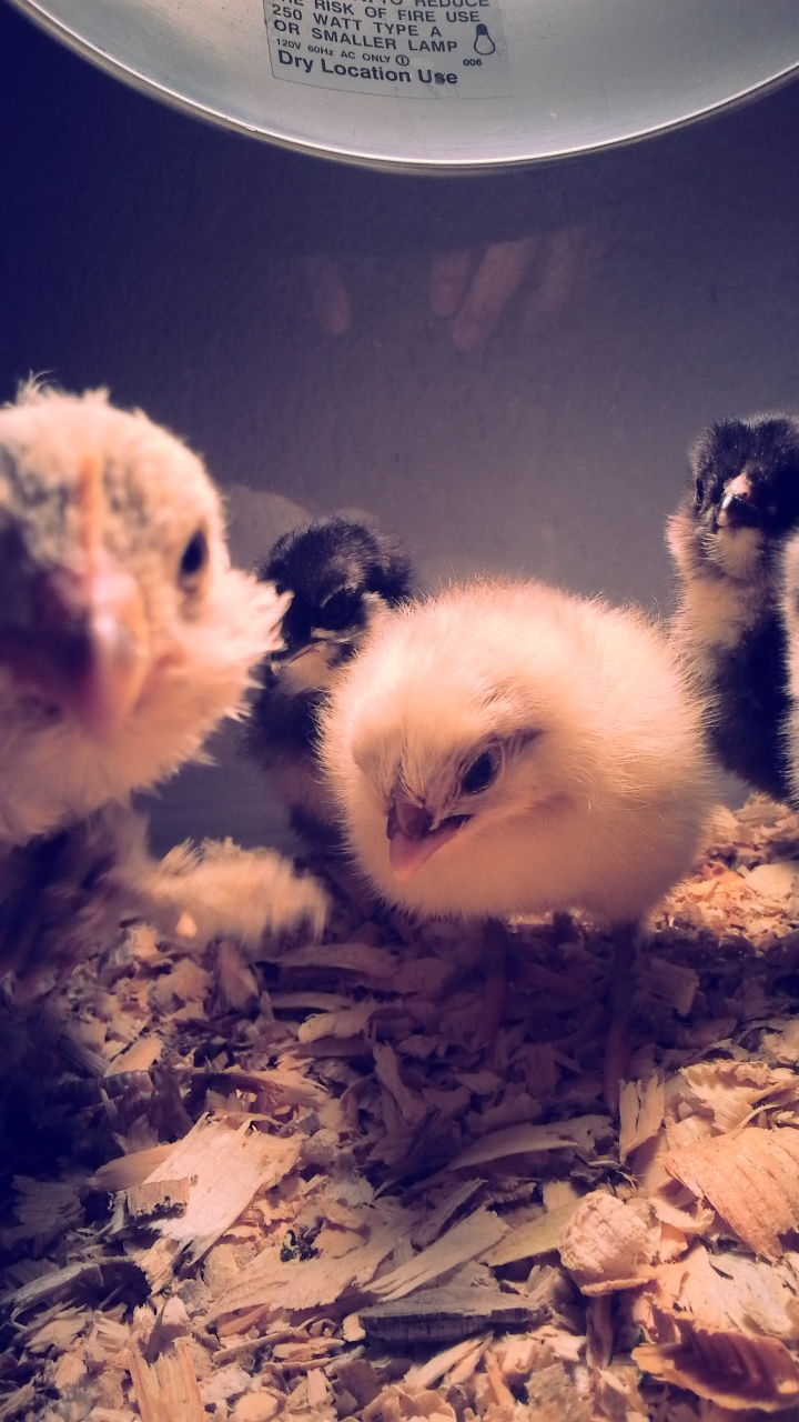 d'Uccle w/ chicks