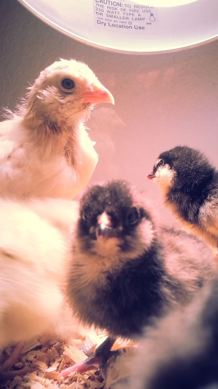 d'Uccle w/ chicks