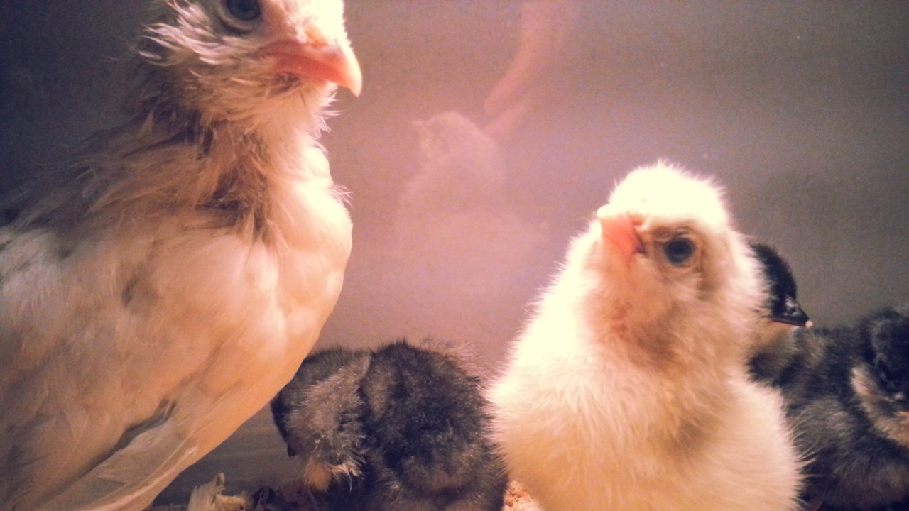 d'Uccle w/ chicks