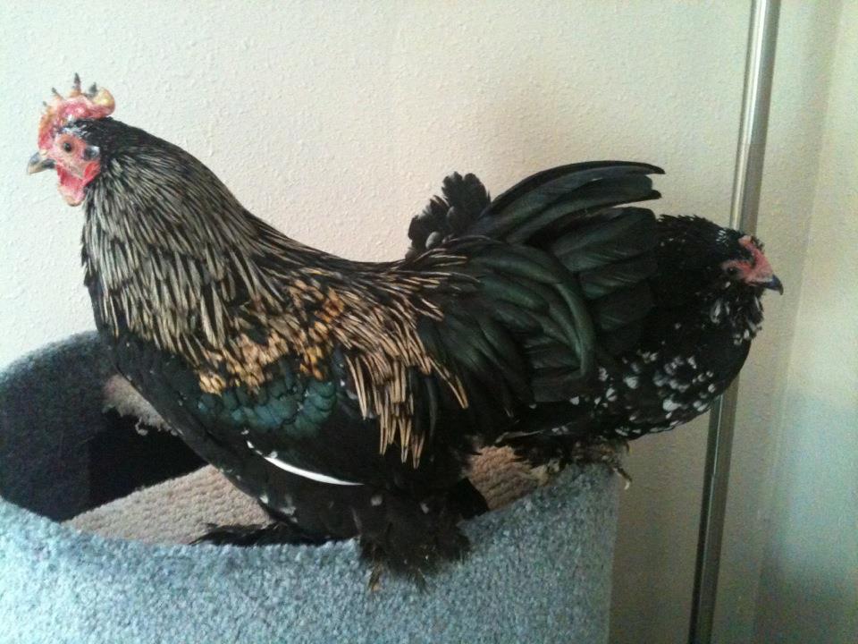 duccles.jpg
This one did not come from ideal. i just wanted to share what happens when a black copper maran (LF) breeds a bantam mottled d'uccle after escaping from his pen and getting out when she was free roaming. Beautiful roo! \
*Note the comb issue, he suffered some frost bite but has fully recovered and didnt lose any part of his comb :)