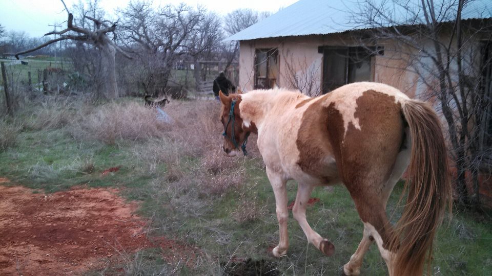 Duce! My 2 year old colt.