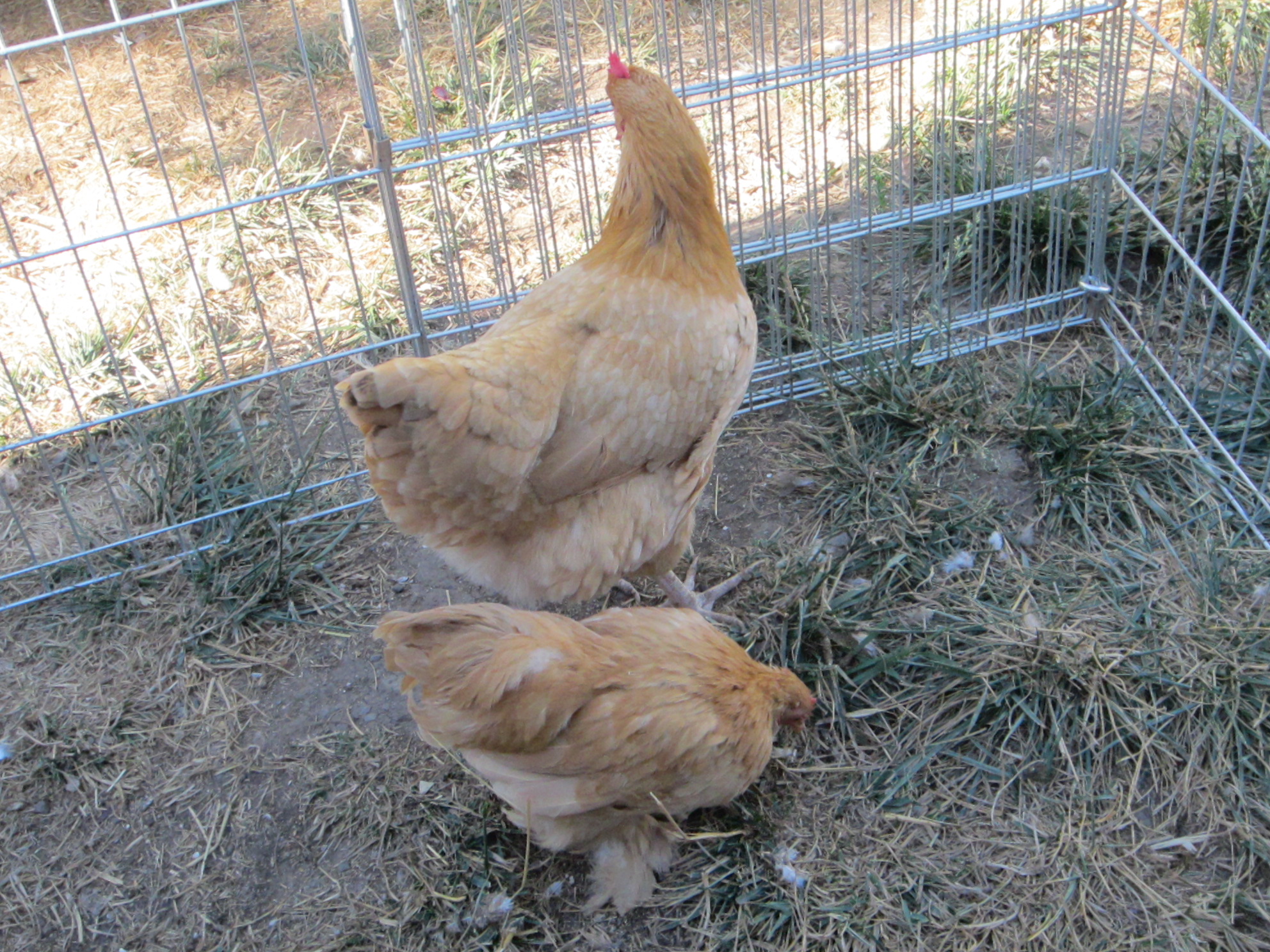 Duchess and Diva