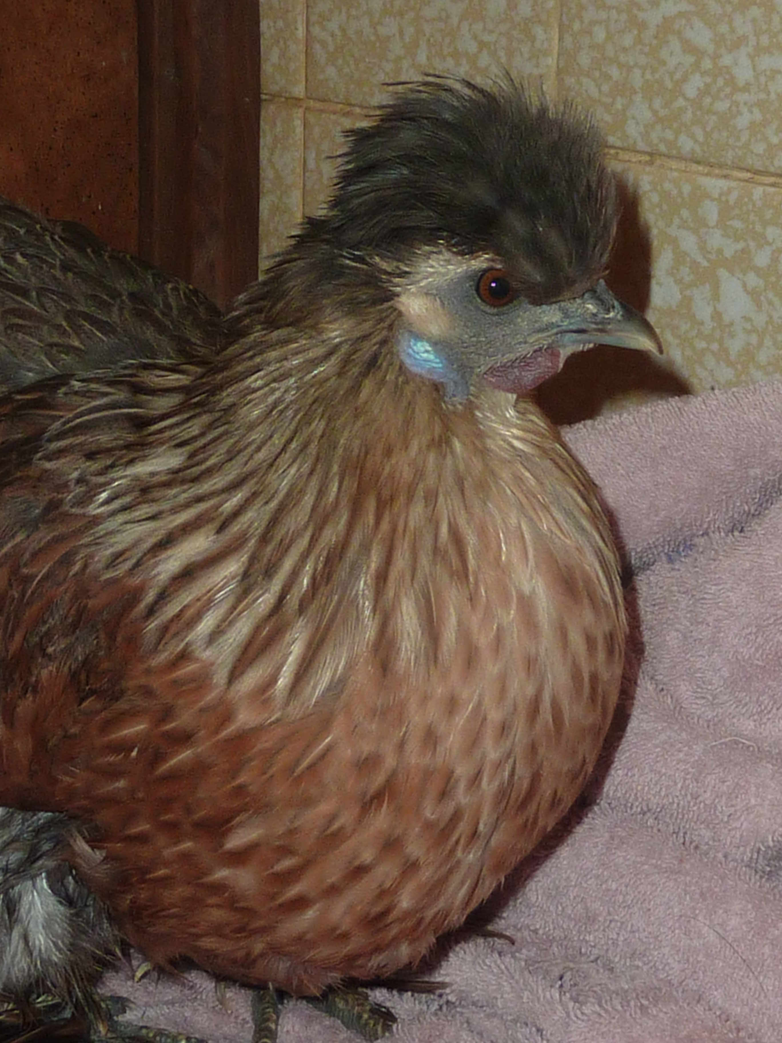 "Duchess" is a smooth feathered partridge Sizzle